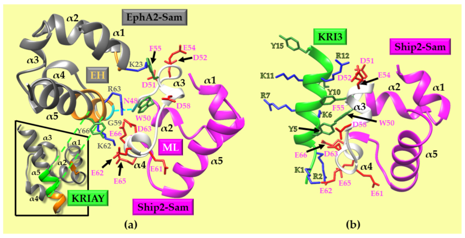 Ijms 25 10616 g001 Ijms 25 10616 g001