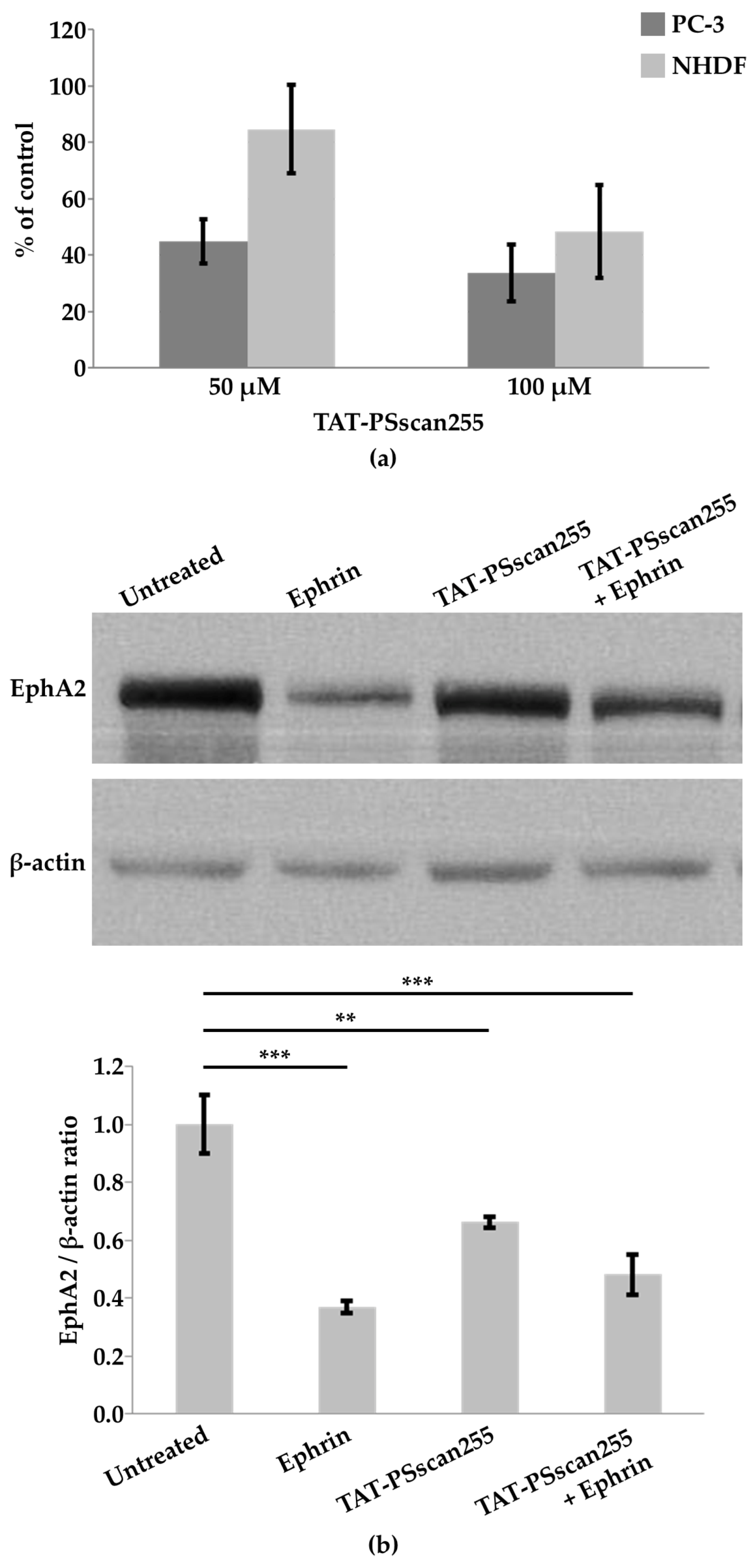 Ijms 25 10616 g007 Ijms 25 10616 g007