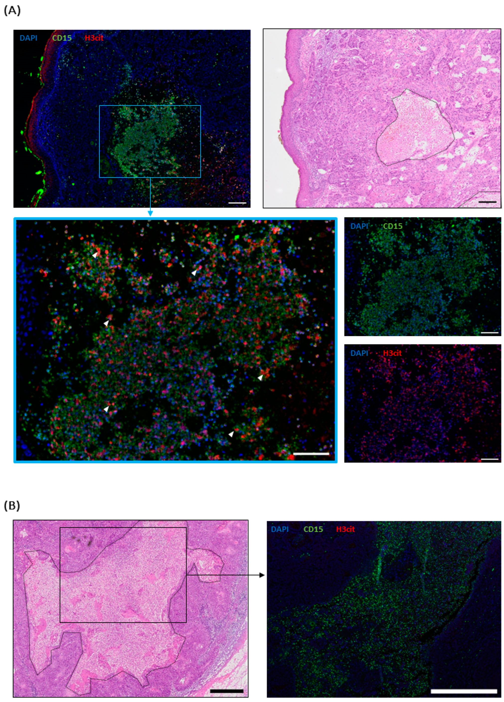 Ijms 25 10620 g004 Ijms 25 10620 g004