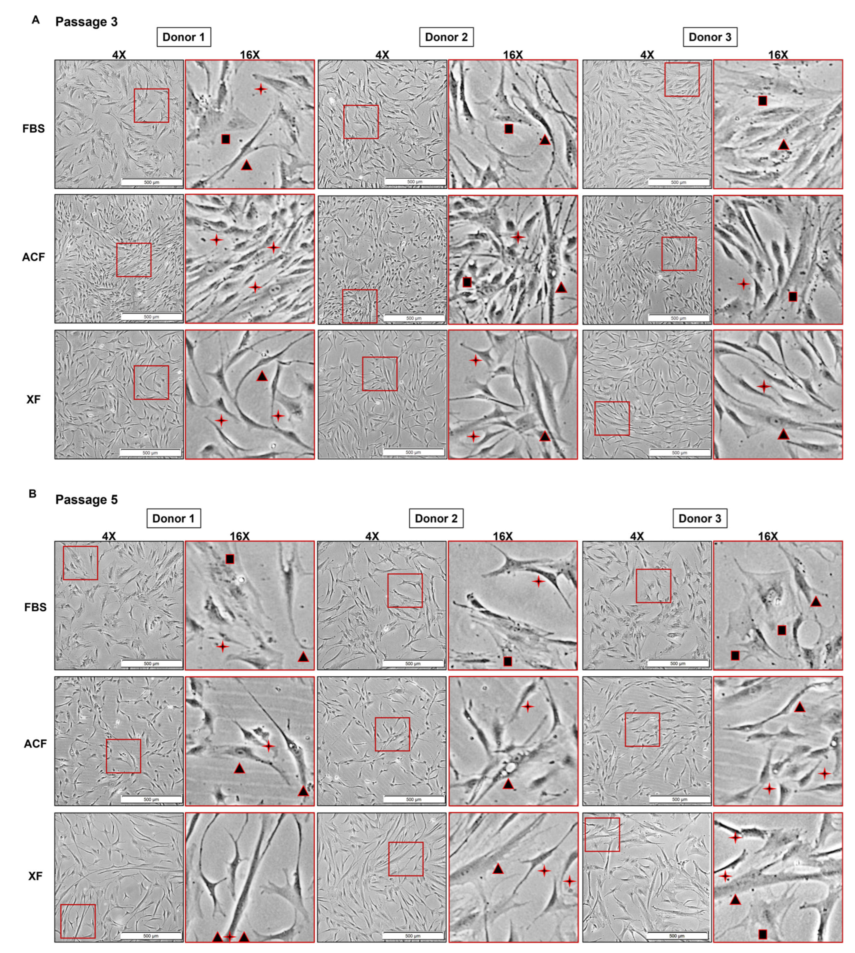 Ijms 25 10627 g003 Ijms 25 10627 g003