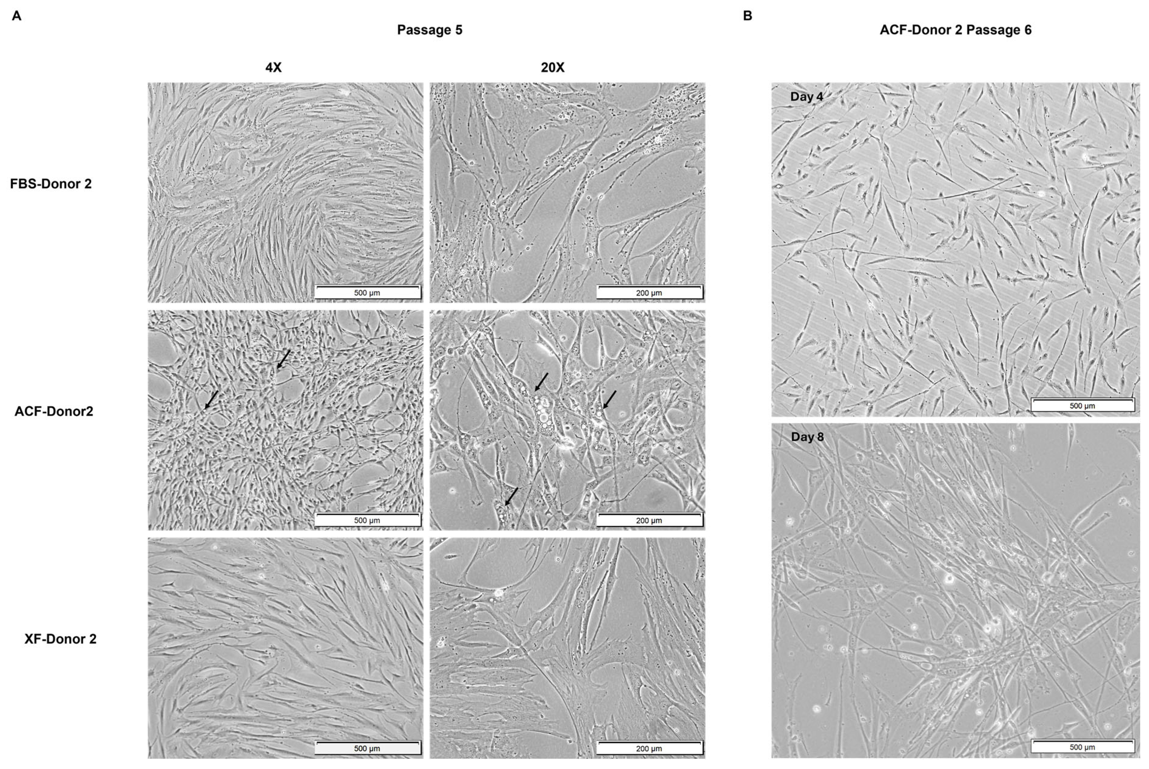 Ijms 25 10627 g005 Ijms 25 10627 g005