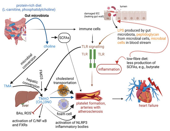 Cardiovascular Disease May Be Triggered by Gut Microbiota, Microbial  Metabolites, Gut Wall Reactions, and Inflammation