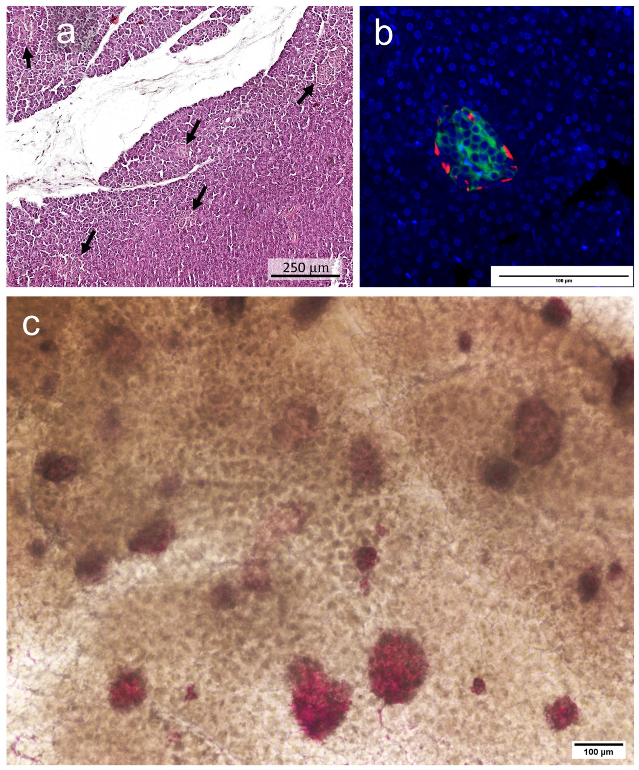 Ijms 25 10669 g001 Ijms 25 10669 g001