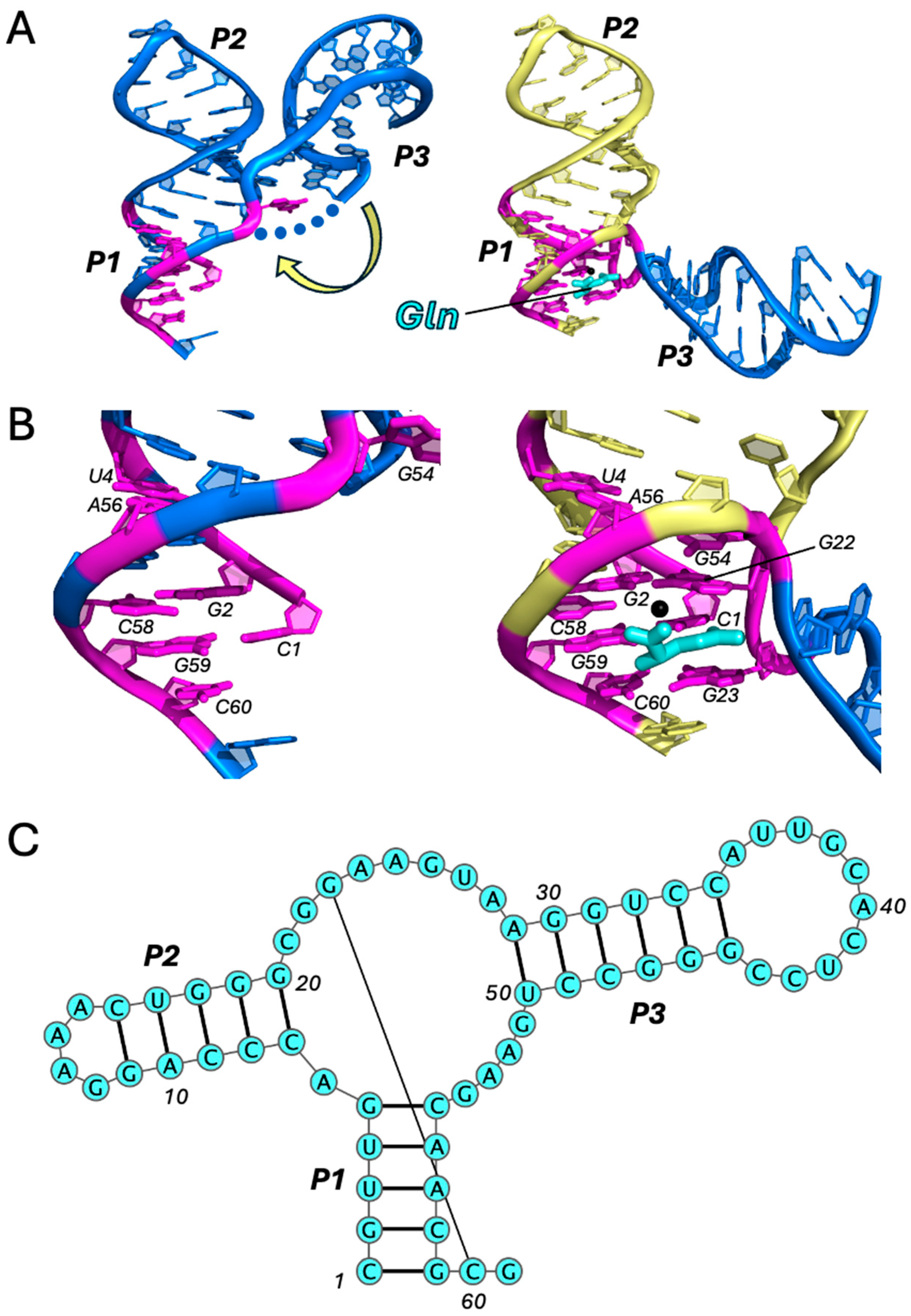 Ijms 25 10682 g003 Ijms 25 10682 g003
