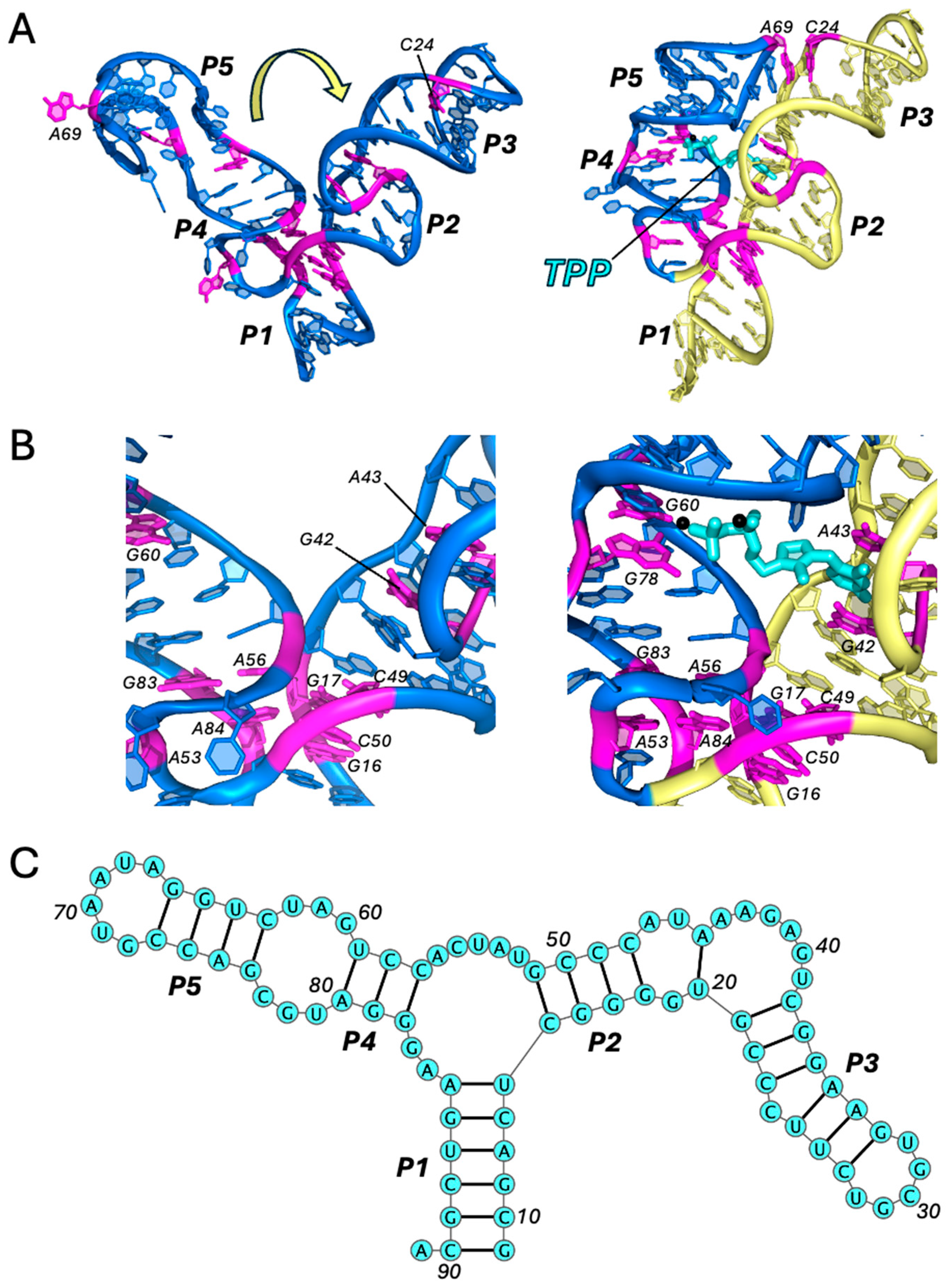 Ijms 25 10682 g005 Ijms 25 10682 g005