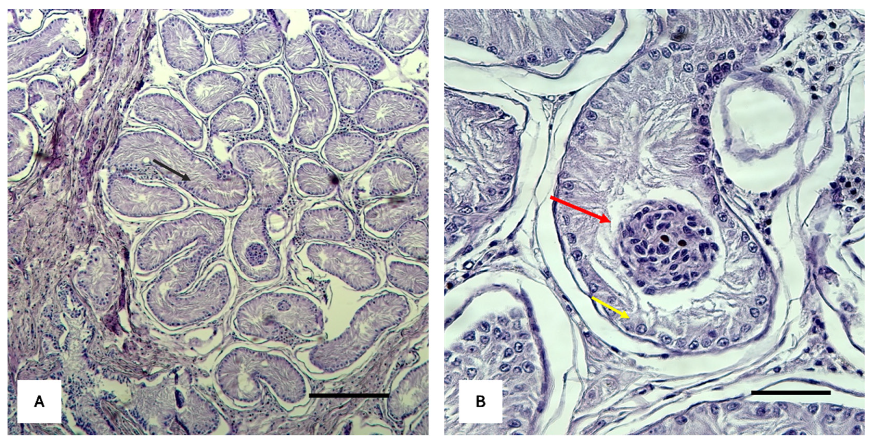 Ijms 25 10763 g001 Ijms 25 10763 g001