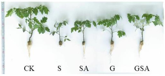 An Enhanced Interaction of Graft and Exogenous SA on