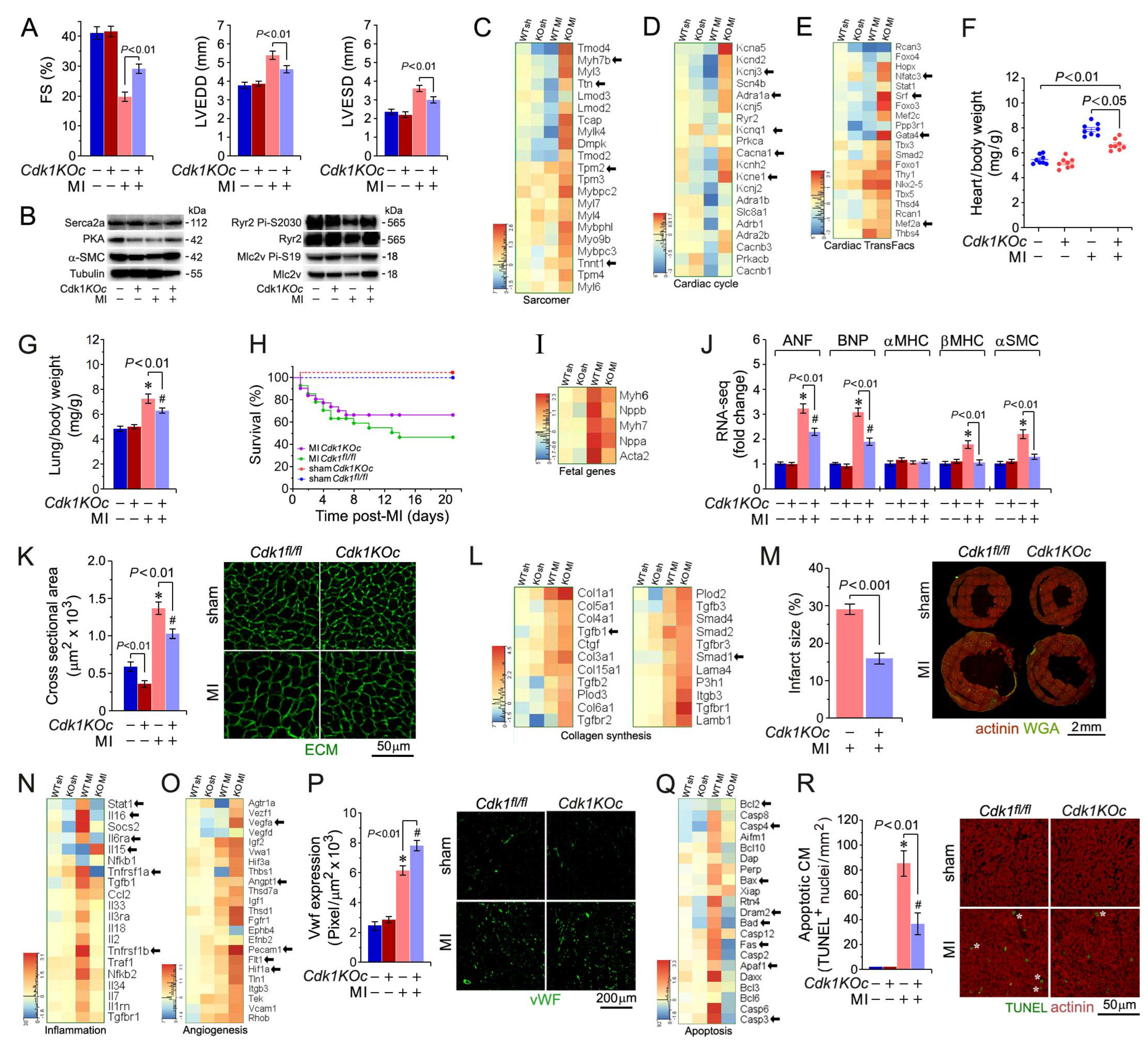 Ijms 25 10824 g006 Ijms 25 10824 g006