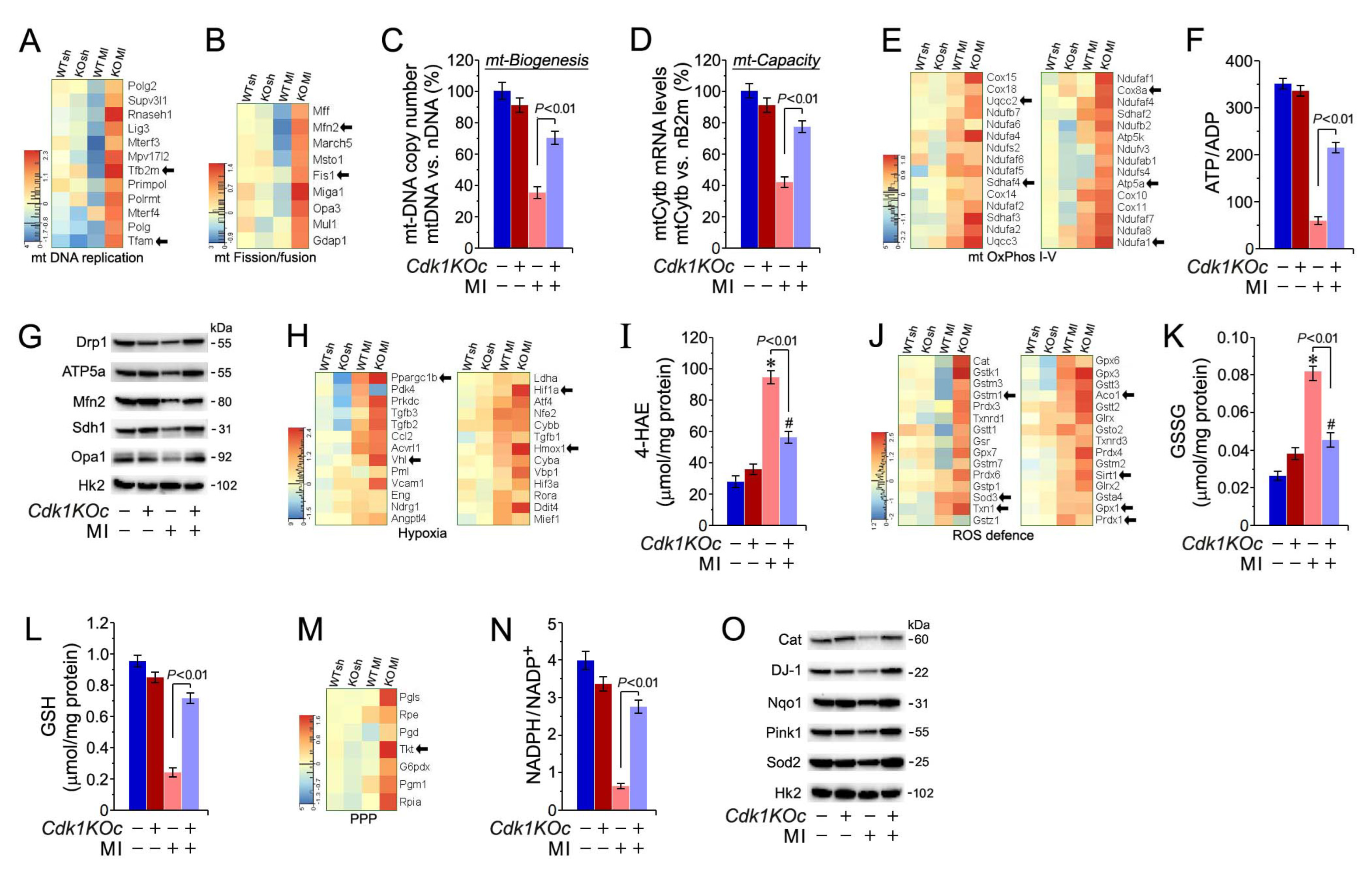 Ijms 25 10824 g007 Ijms 25 10824 g007