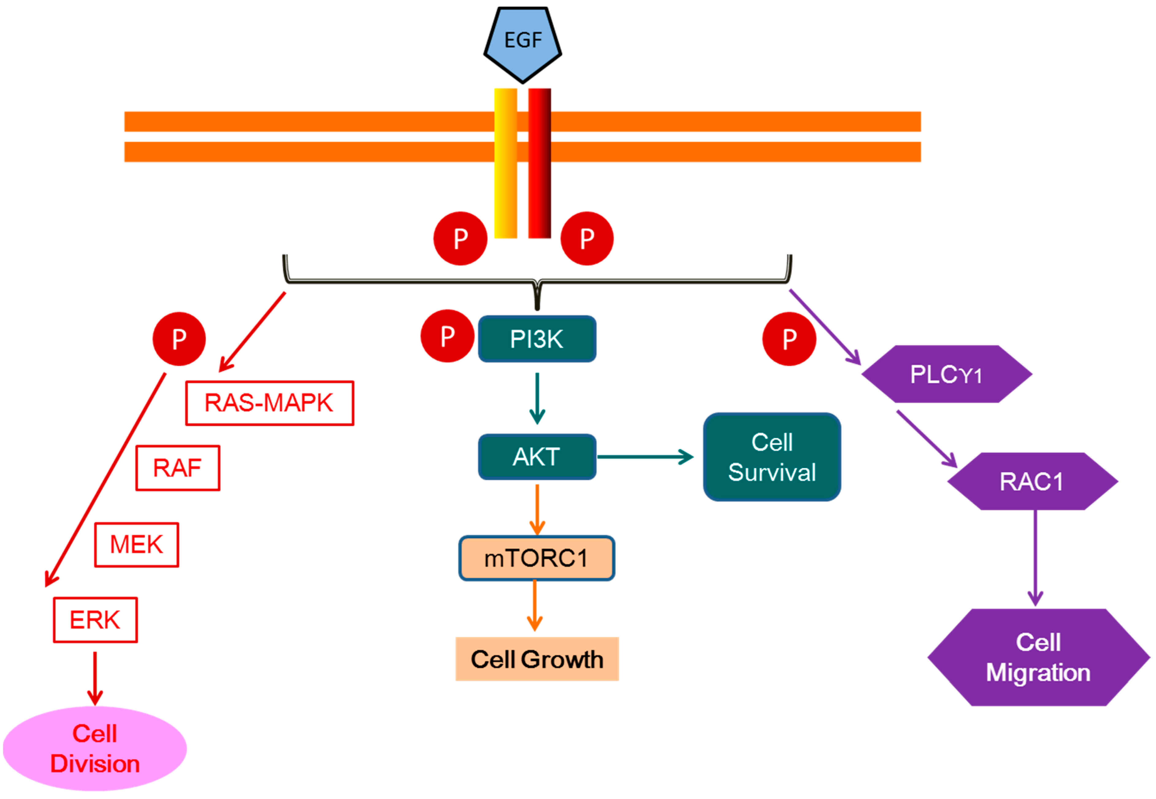 Ijms 25 10883 g001 Ijms 25 10883 g001