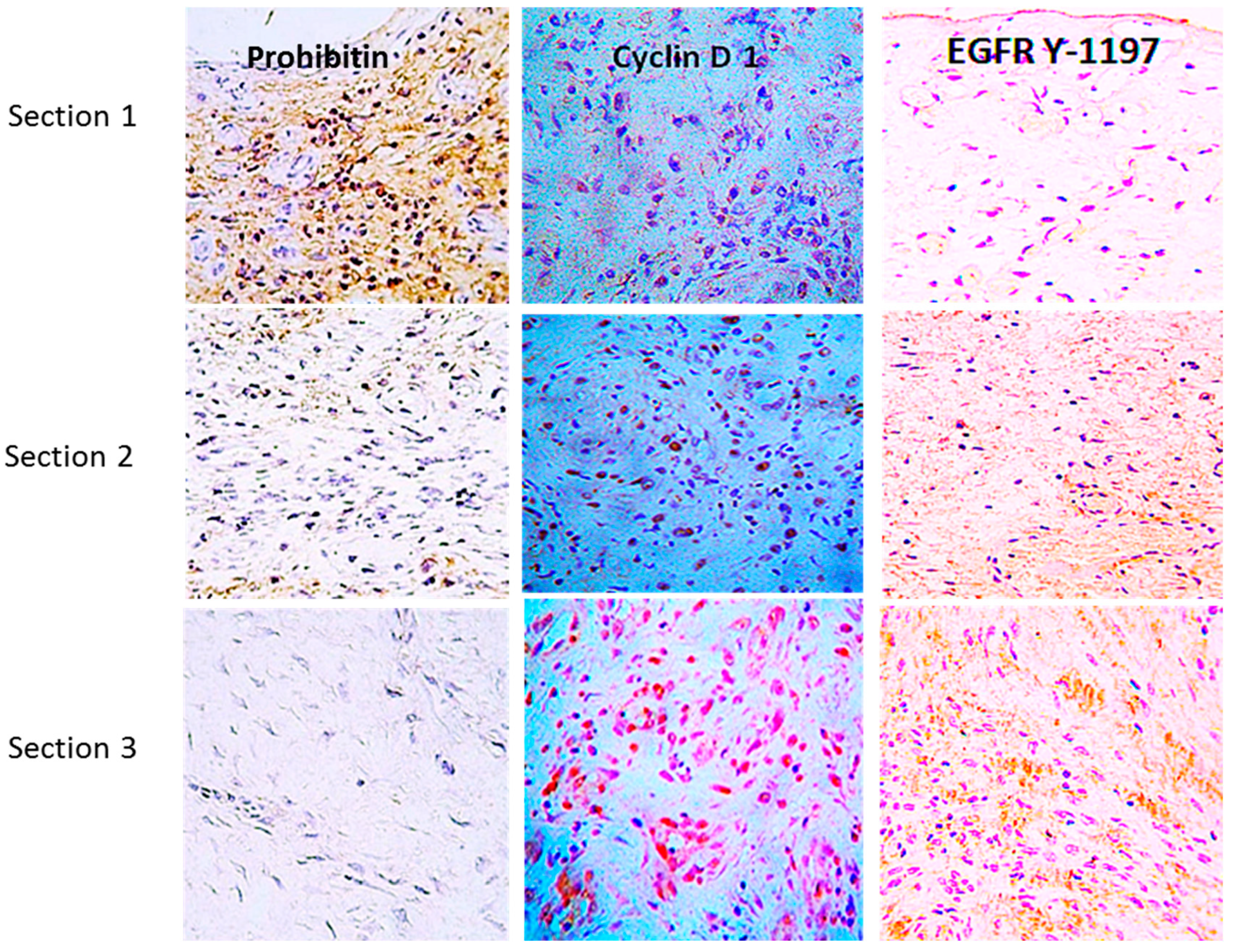 Ijms 25 10883 g002 Ijms 25 10883 g002