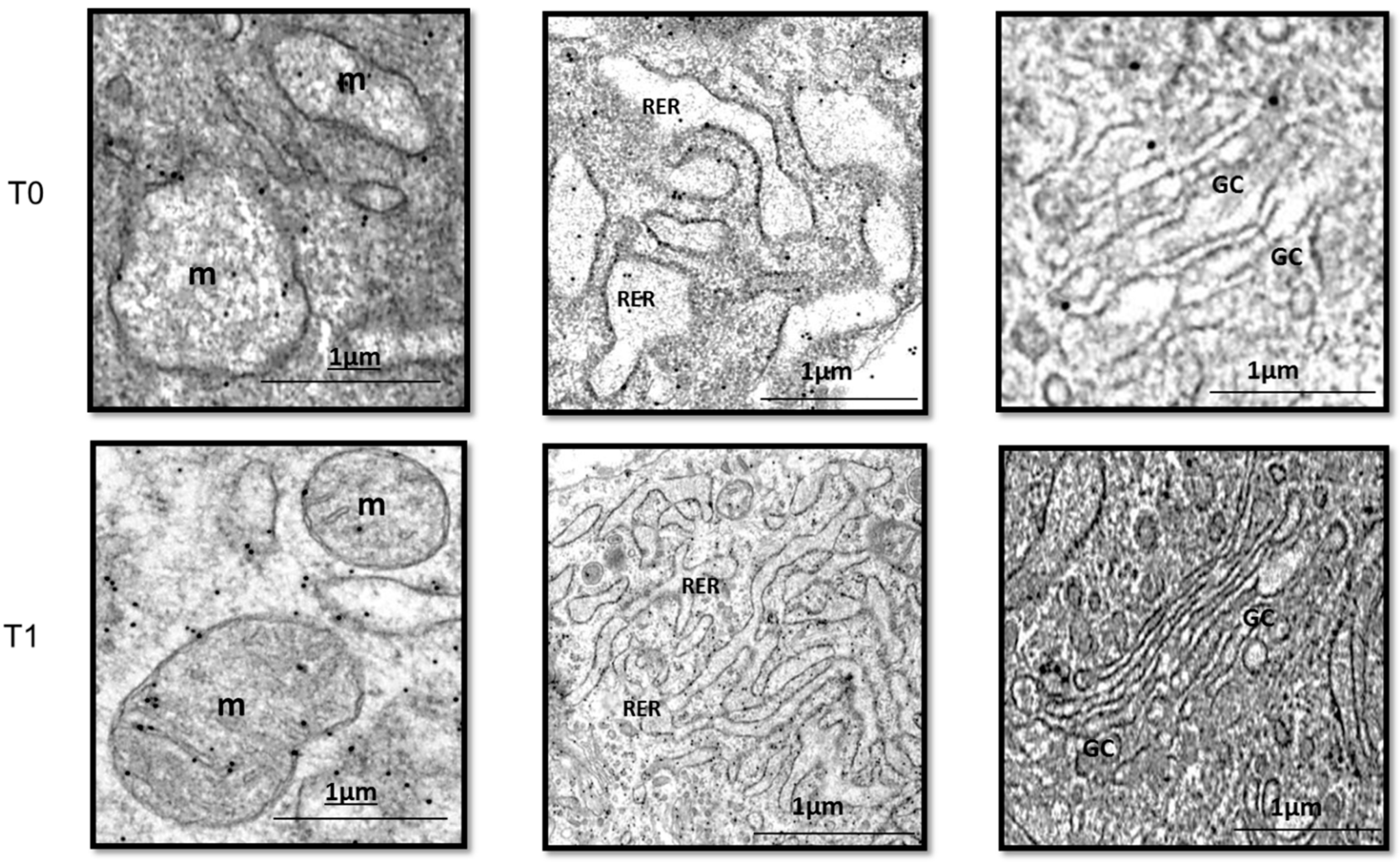 Ijms 25 10883 g003 Ijms 25 10883 g003