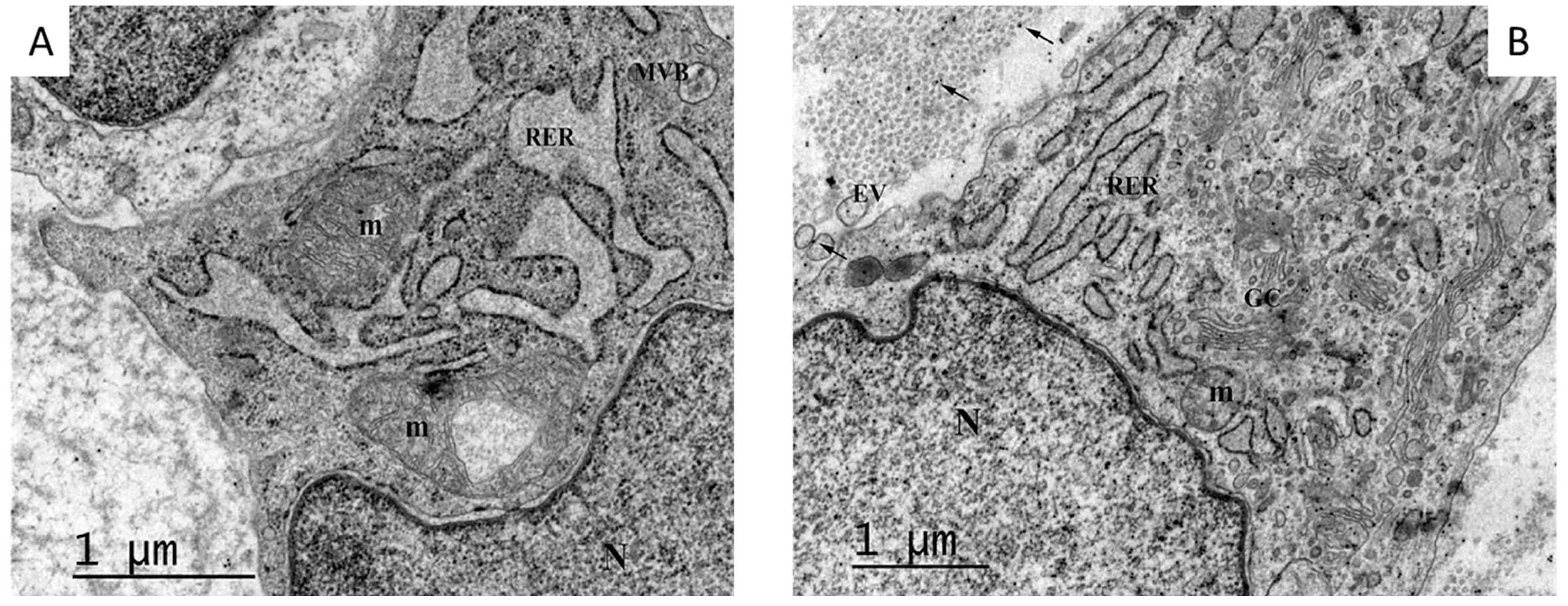 Ijms 25 10883 g004 Ijms 25 10883 g004