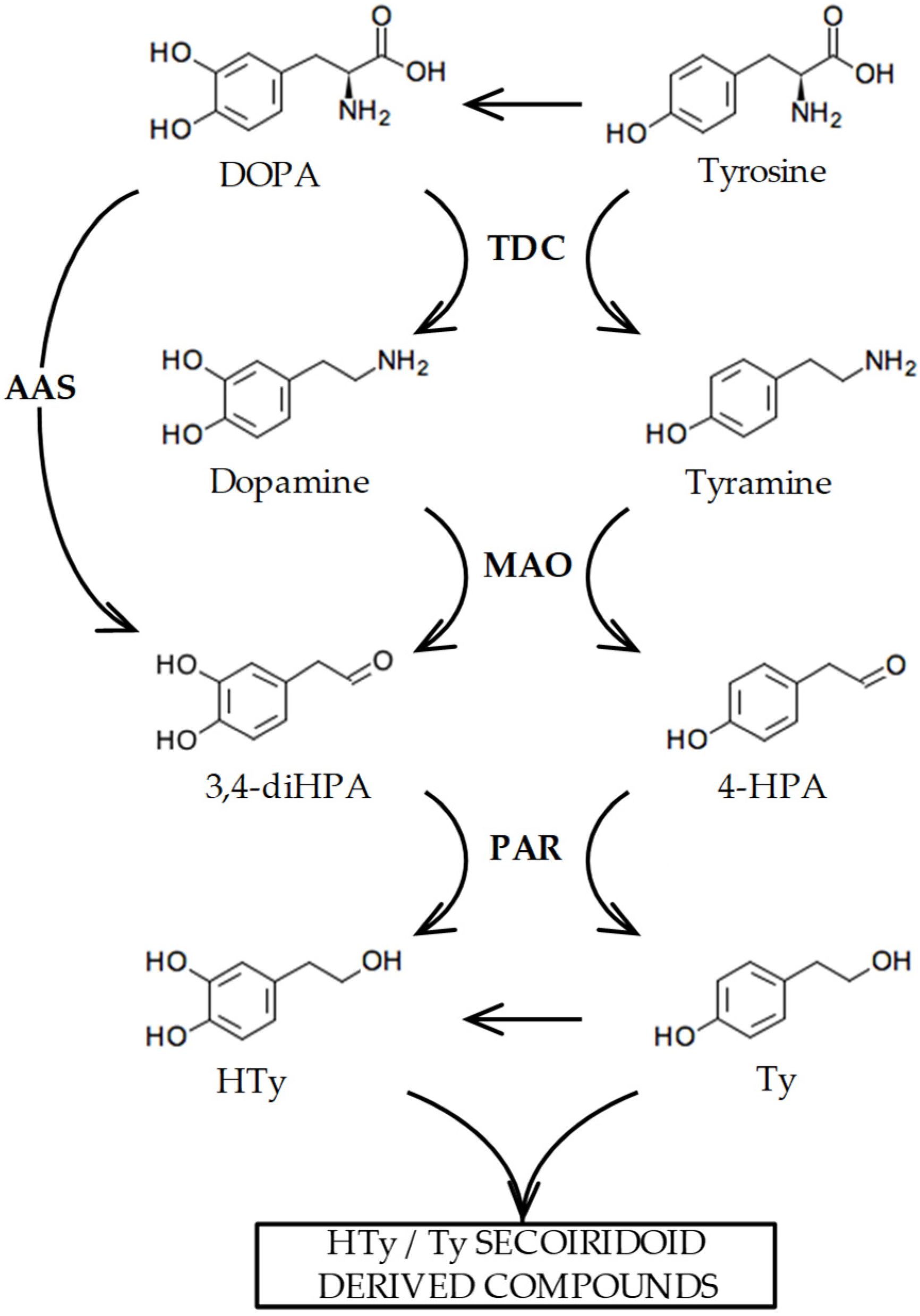 Ijms 25 10892 g001 Ijms 25 10892 g001