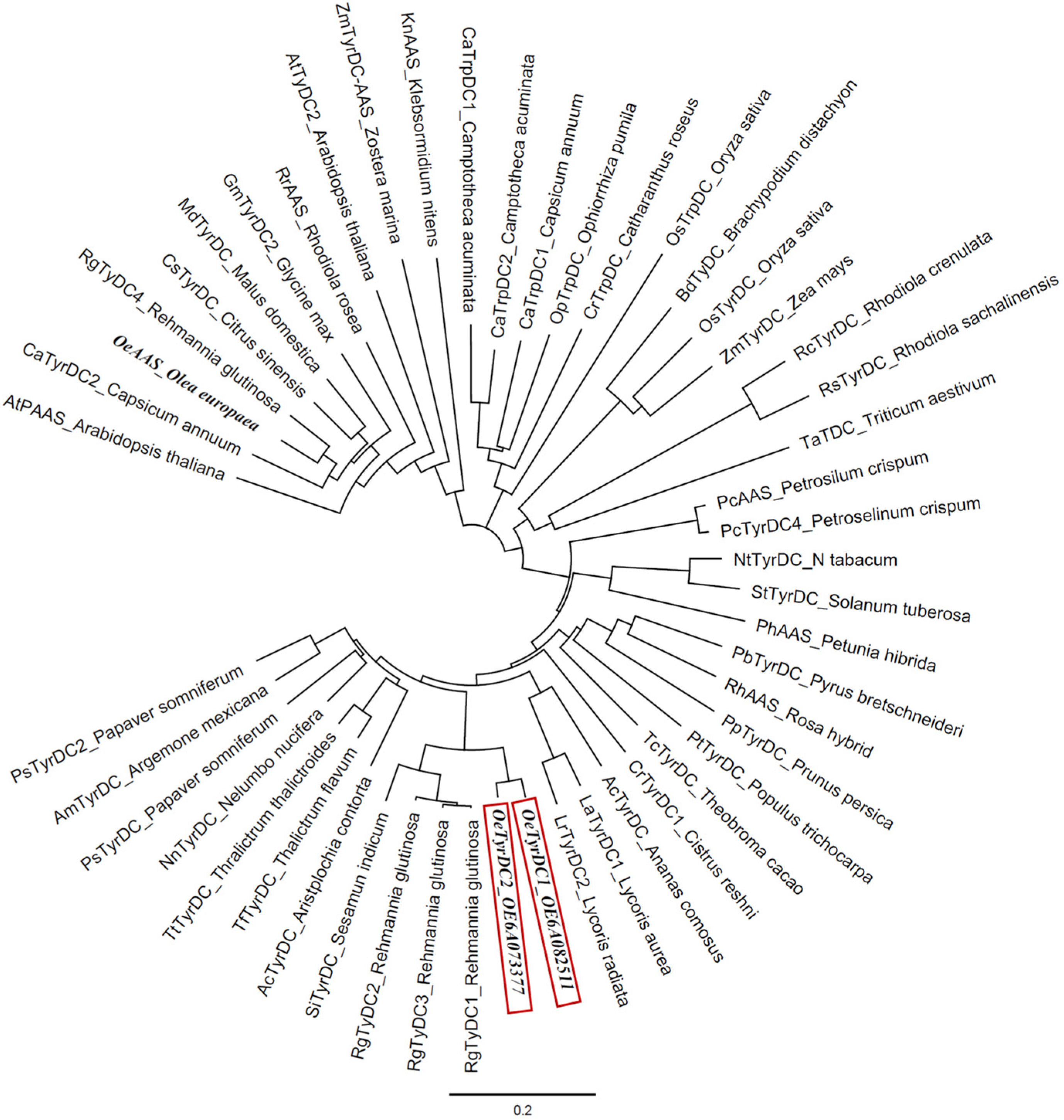 Ijms 25 10892 g002 Ijms 25 10892 g002