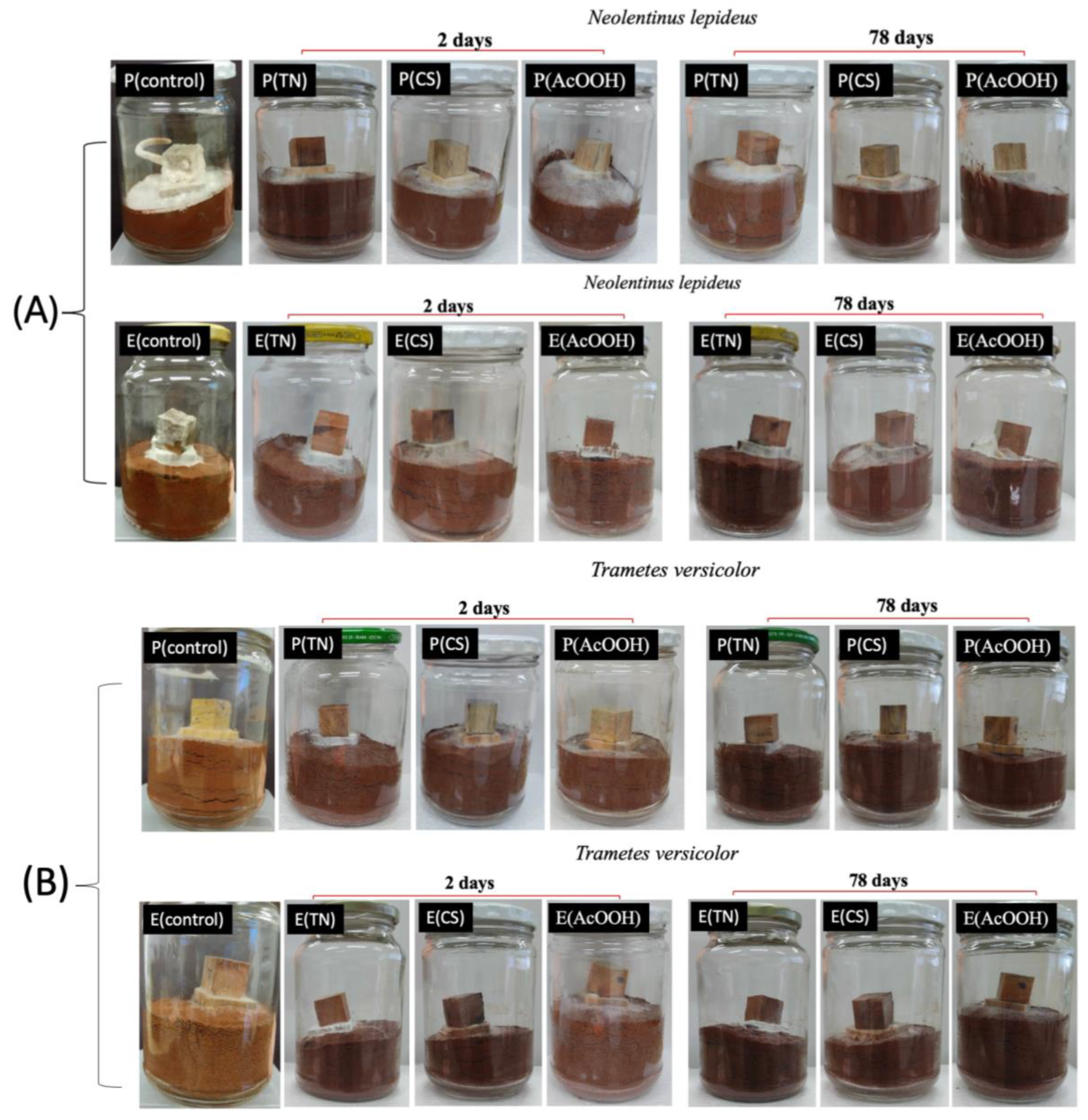 Ijms 25 10899 g008 Ijms 25 10899 g008