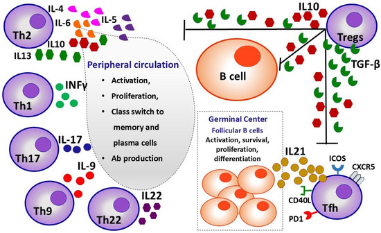 新しいスタイル Lymphocytes Change Their Phenotype and Function in Systemic Lupus  Erythematosus and Lupus Nephritis アート・デザイン・音楽