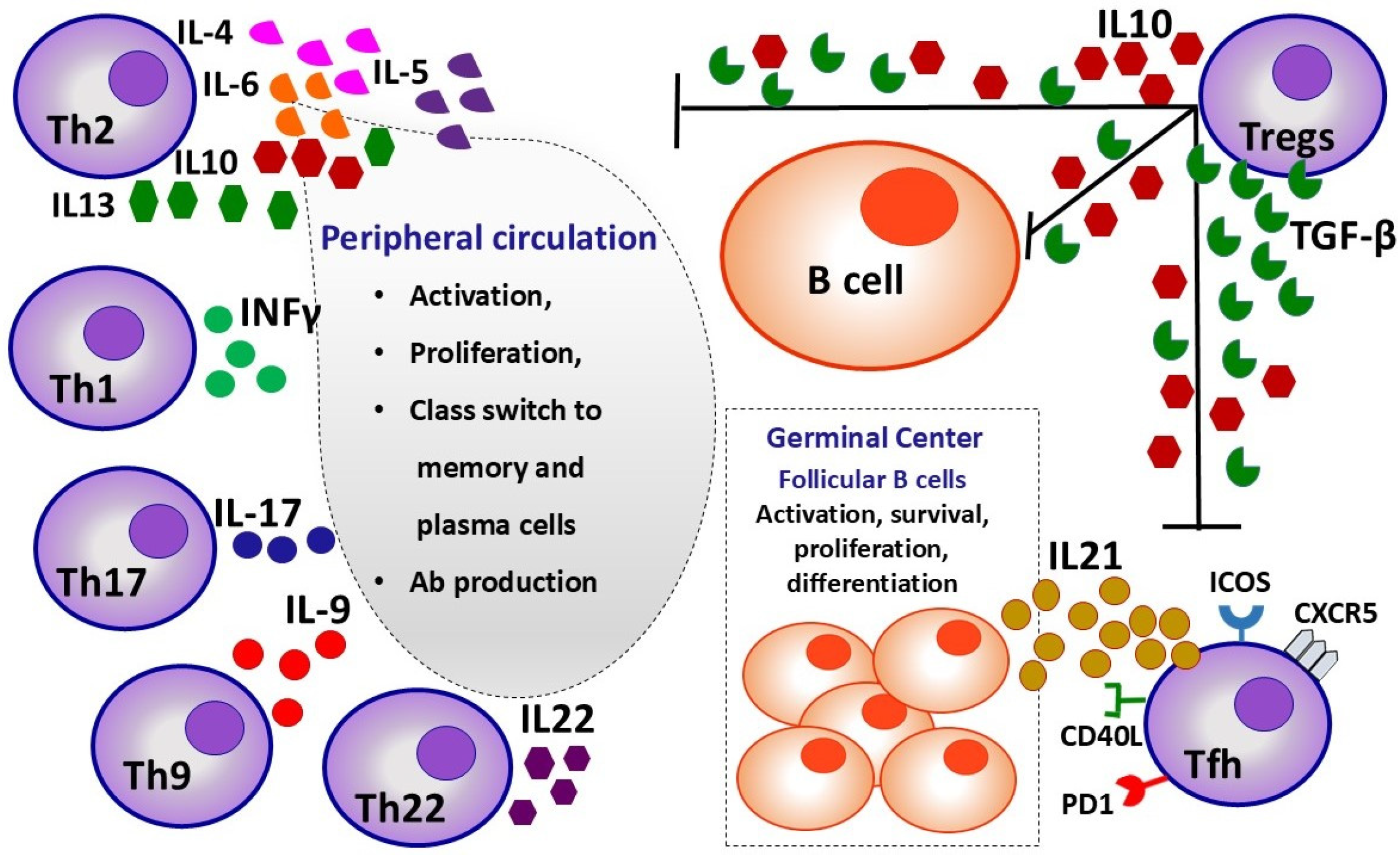Lymphocytes Change Their Phenotype and Function in Systemic