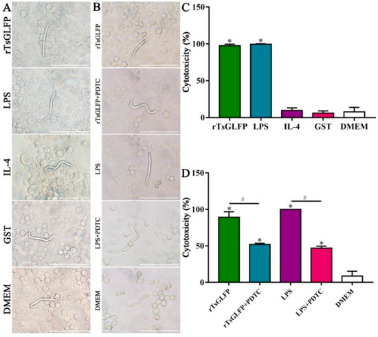 A Novel Trichinella spiralis Galectin Strengthens the