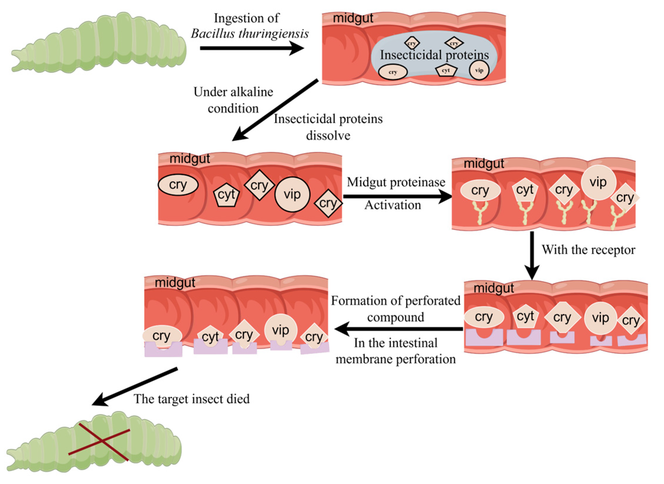 Ijms 25 10921 g001 Ijms 25 10921 g001
