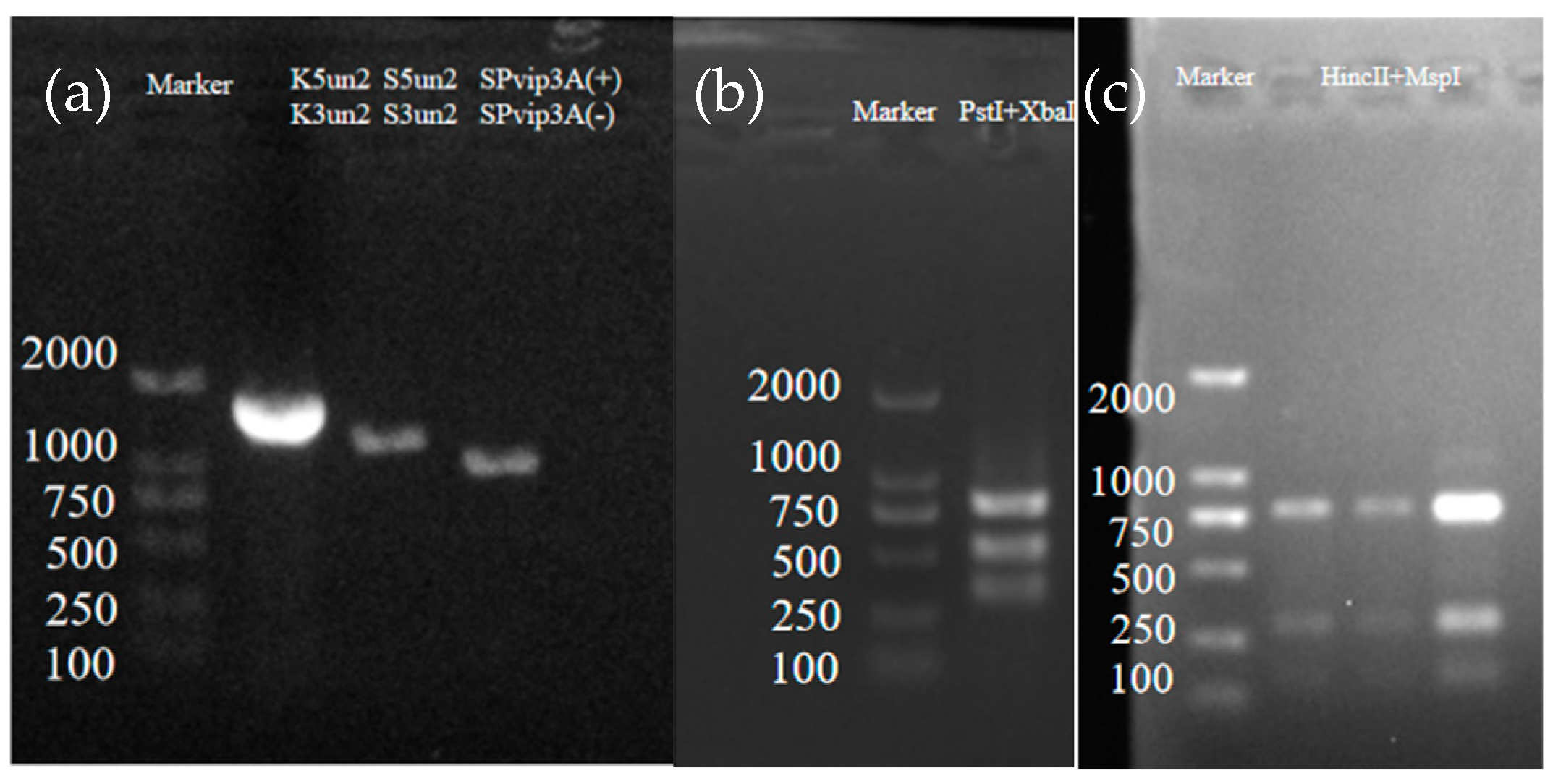 Ijms 25 10921 g002 Ijms 25 10921 g002