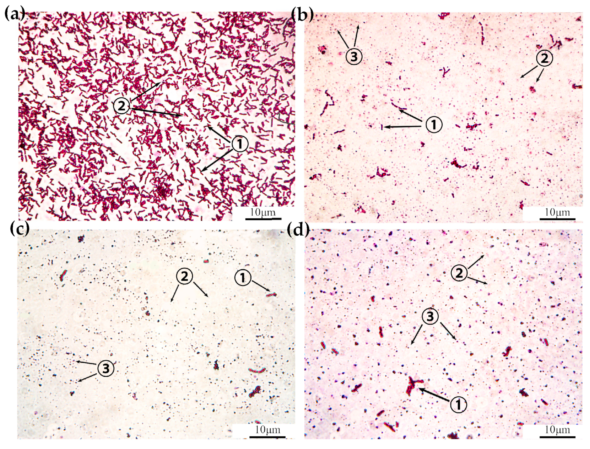 Ijms 25 10921 g003 Ijms 25 10921 g003