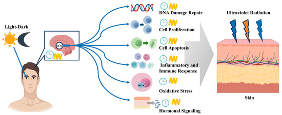 Circadian Rhythm Influences Skin Repair 