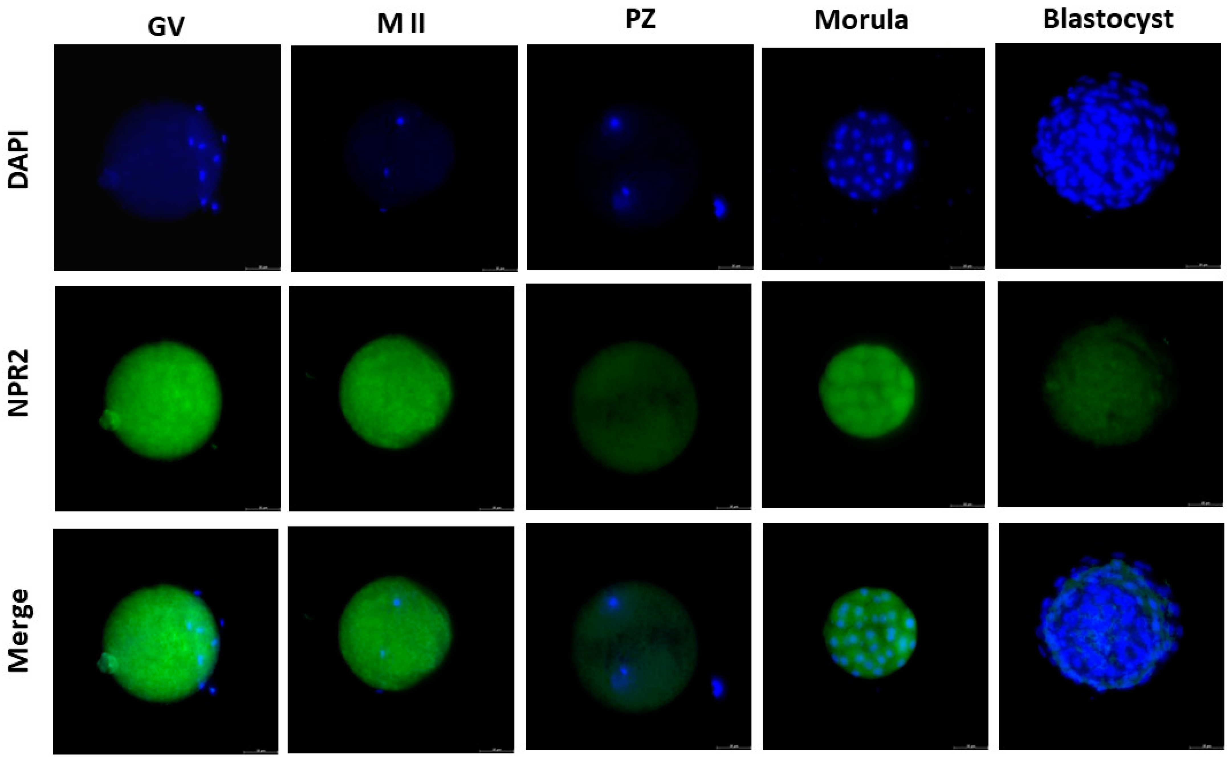 Ijms 25 10938 g001 Ijms 25 10938 g001