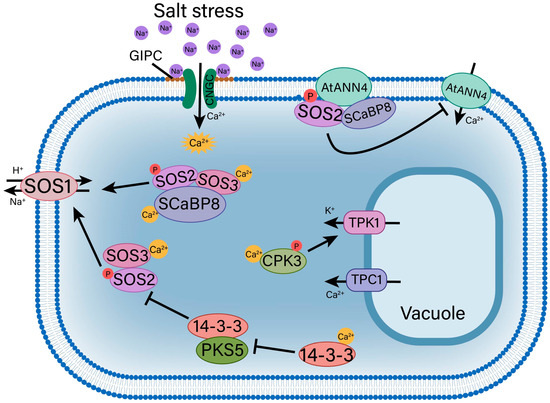 Understanding of Plant Salt Tolerance Mechanisms and