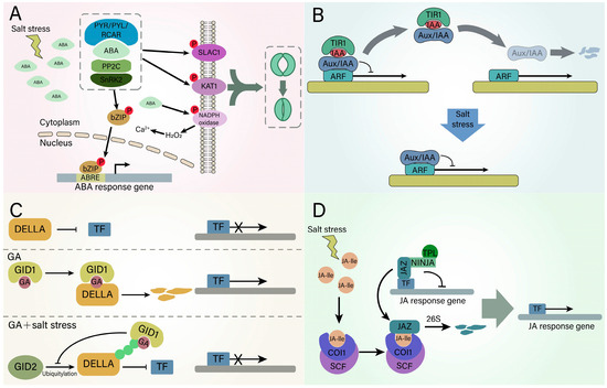 Broadband and tunable high linear and circular dichroism