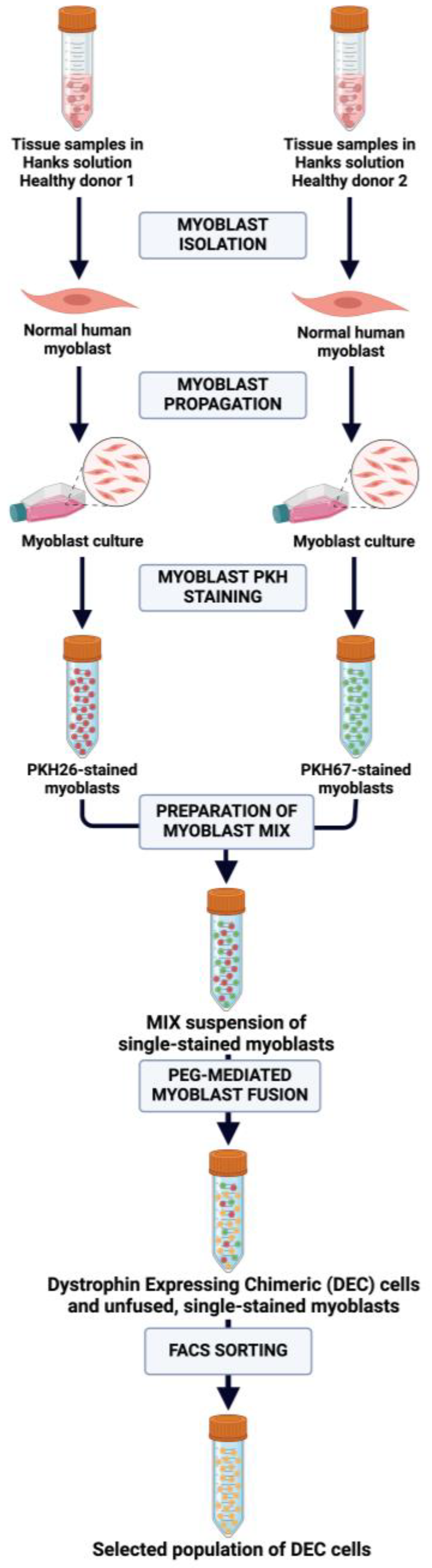 Ijms 25 10947 g001 Ijms 25 10947 g001