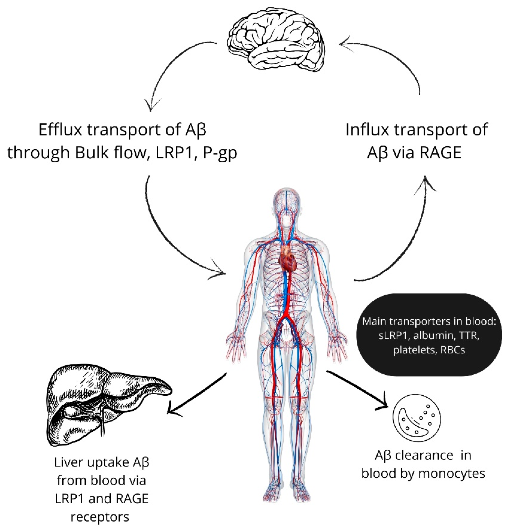 Ijms 25 10964 g002 Ijms 25 10964 g002
