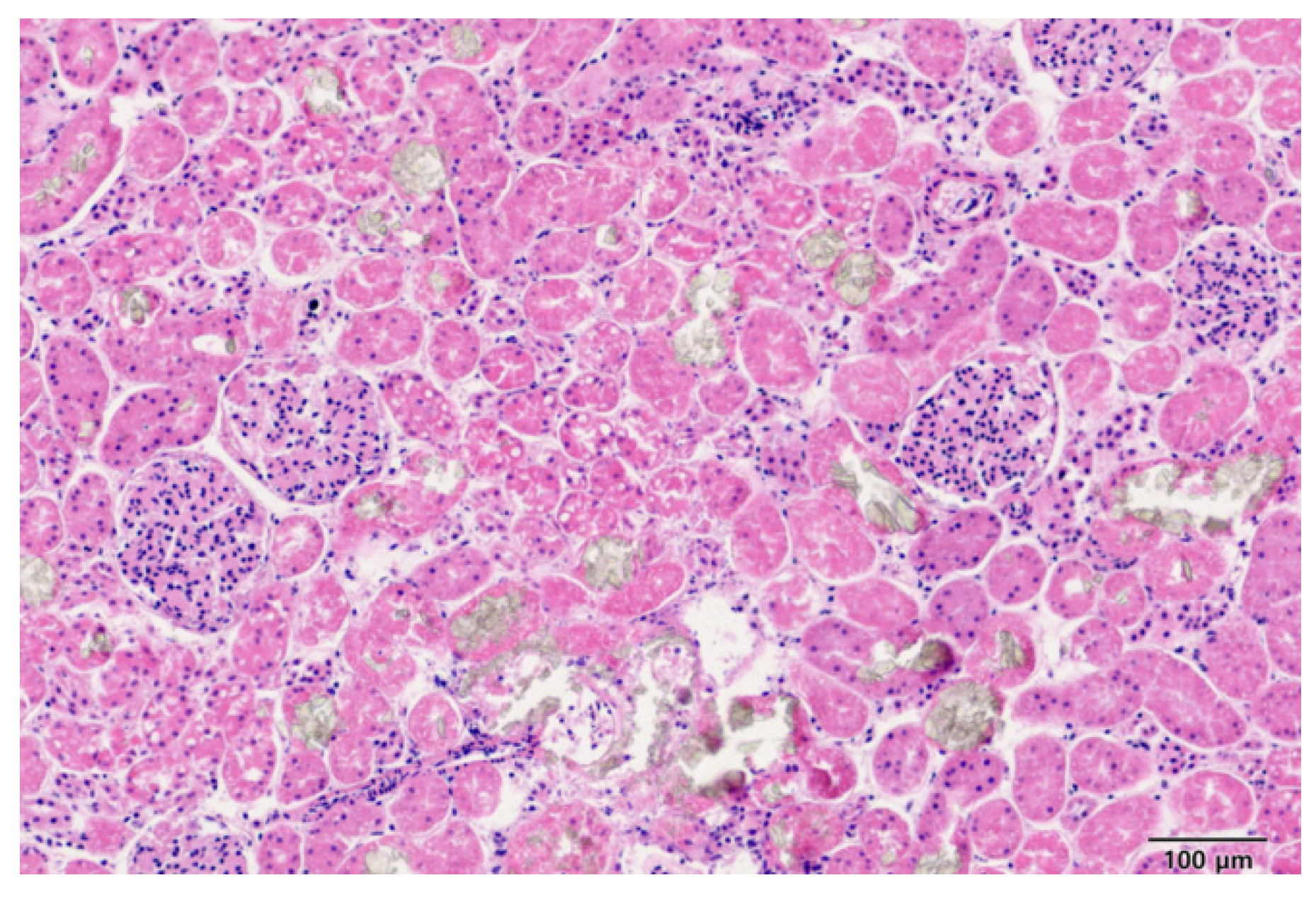 Ijms 25 11030 g003 Ijms 25 11030 g003