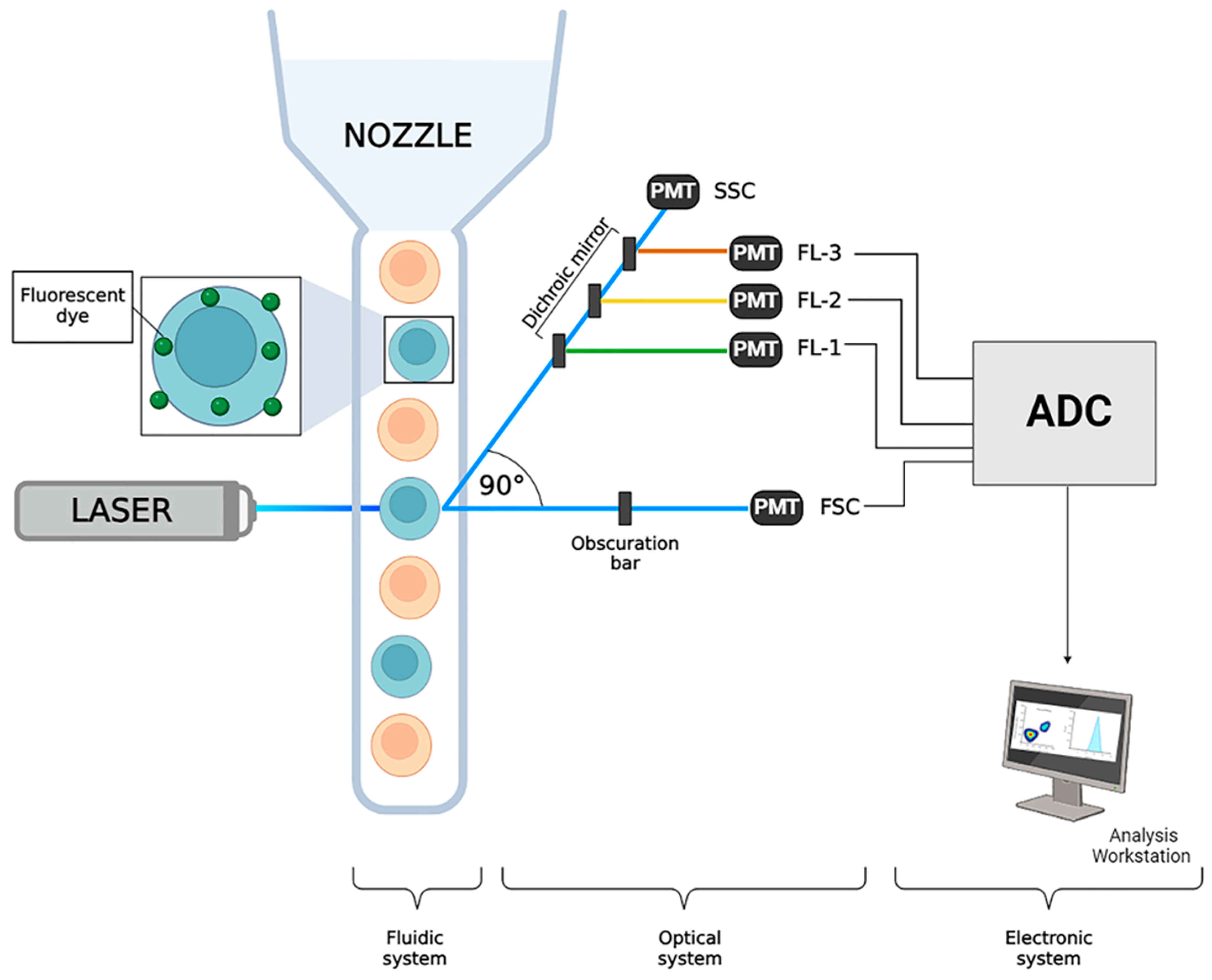 Ijms 25 11069 g003 Ijms 25 11069 g003
