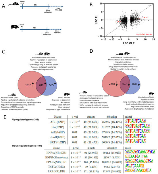 Comparative Analysis of Hepatic Gene Expression Profiles in Murine and ...