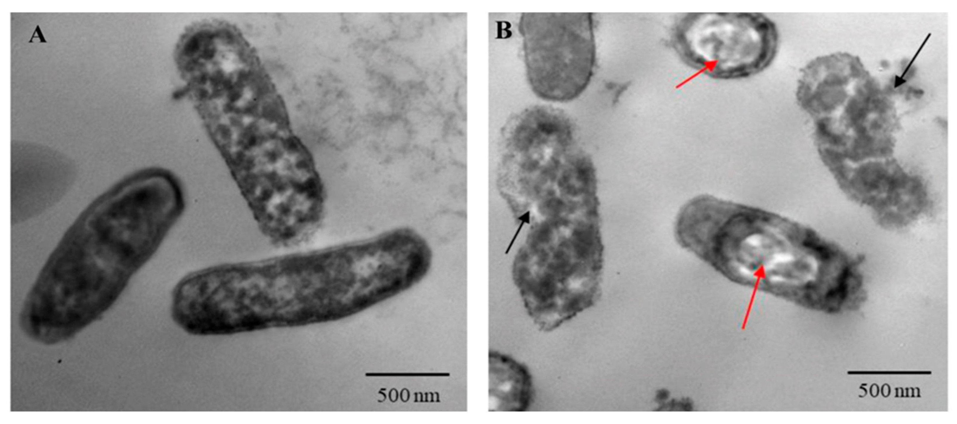 Ijms 25 11115 g004 Ijms 25 11115 g004