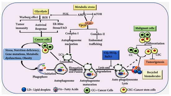 Targeting Lipid Metabolism in Cancer Stem Cells for Anticancer Treatment