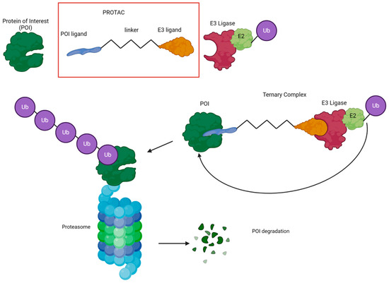 Proteolysis Targeting Chimera Agents (PROTACs): New Hope for