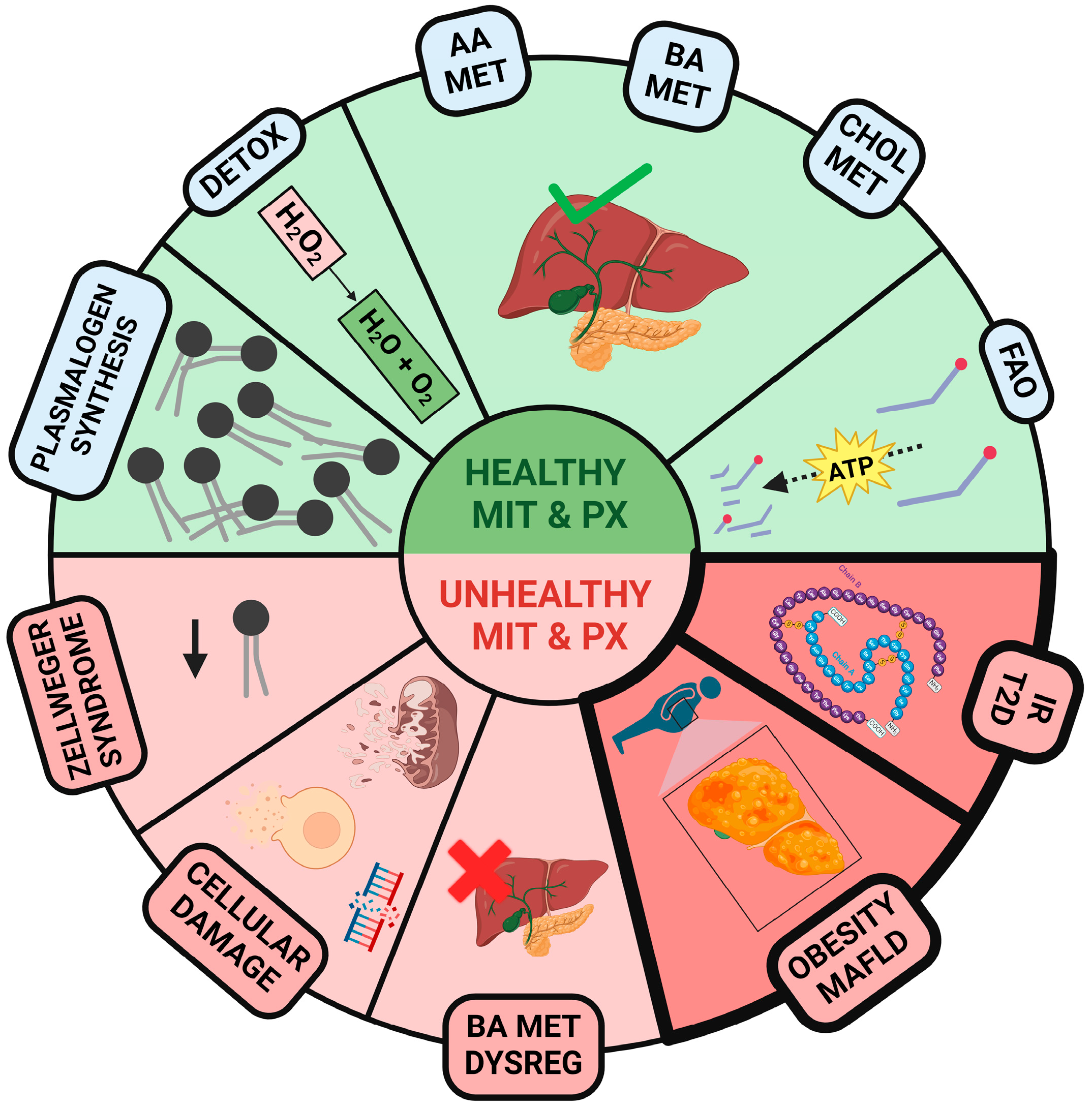 Ijms 25 11237 g001 Ijms 25 11237 g001