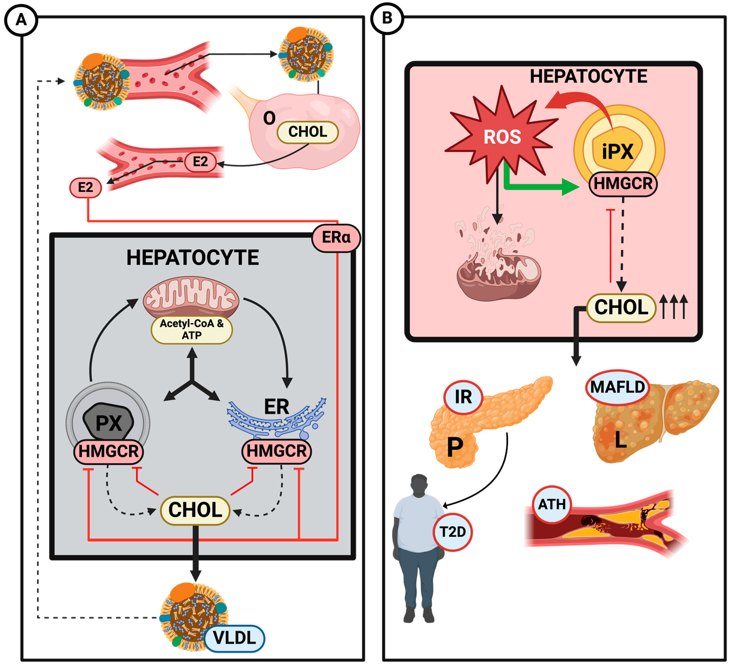 Ijms 25 11237 g003 Ijms 25 11237 g003