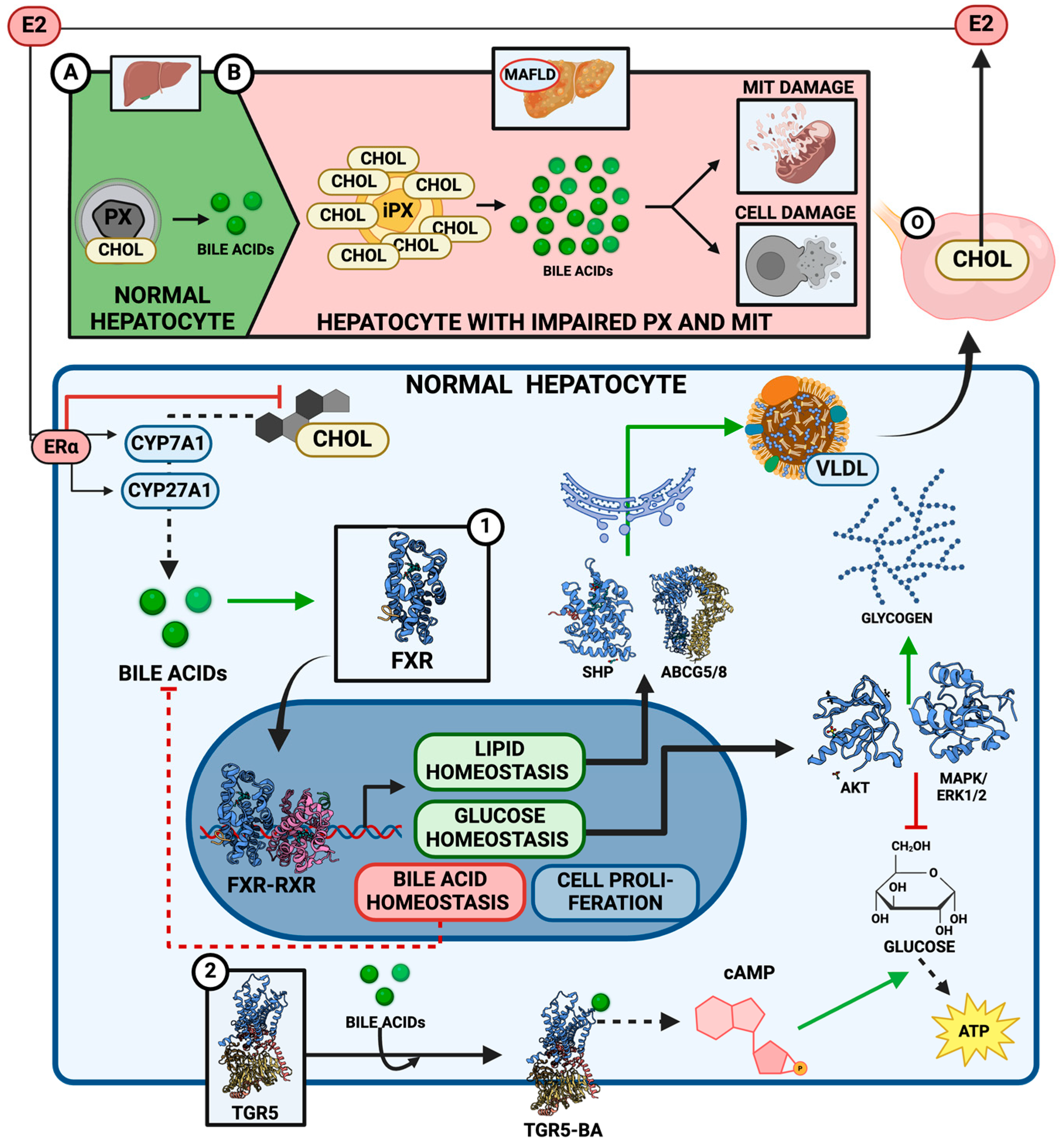 Ijms 25 11237 g004 Ijms 25 11237 g004