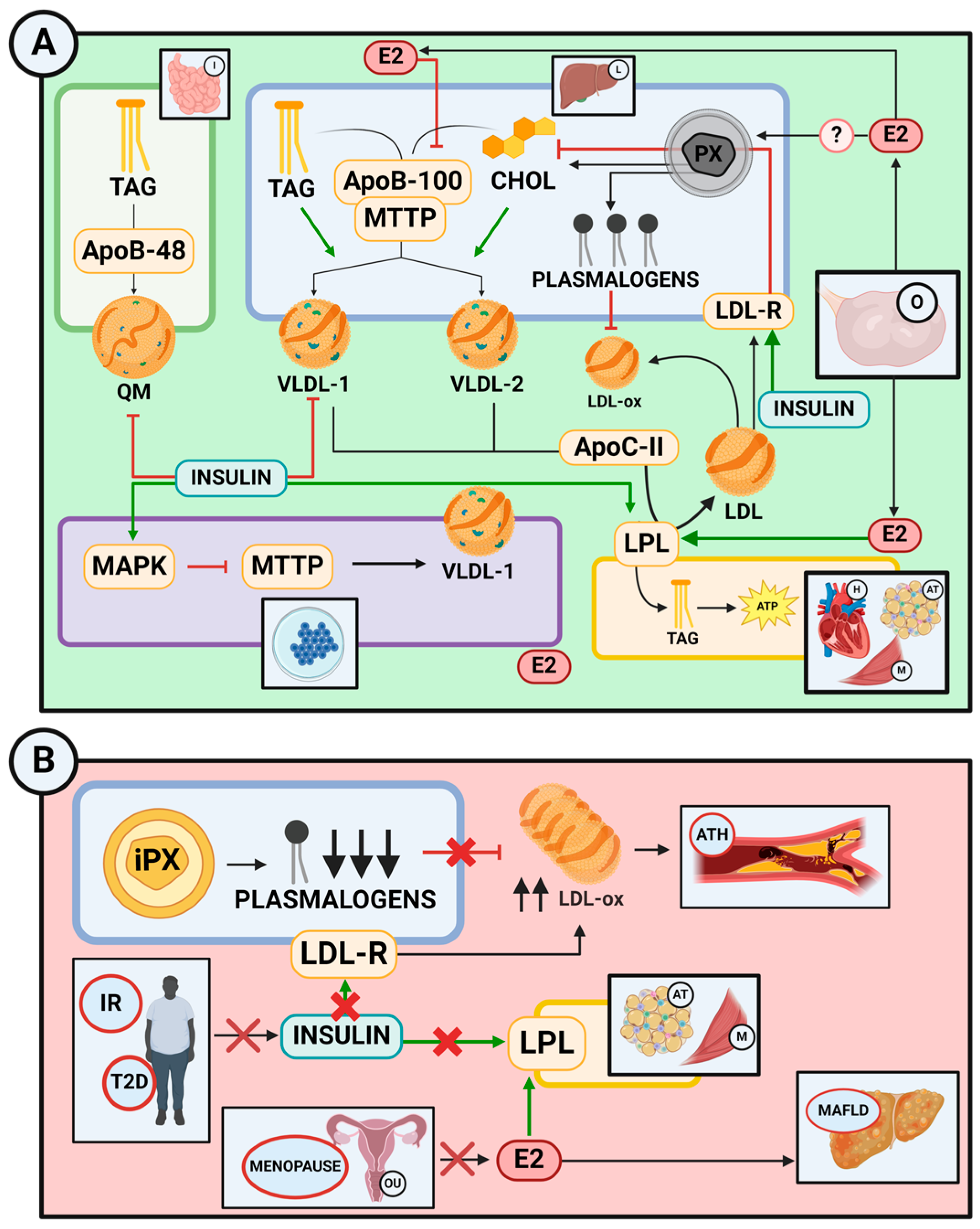 Ijms 25 11237 g005 Ijms 25 11237 g005