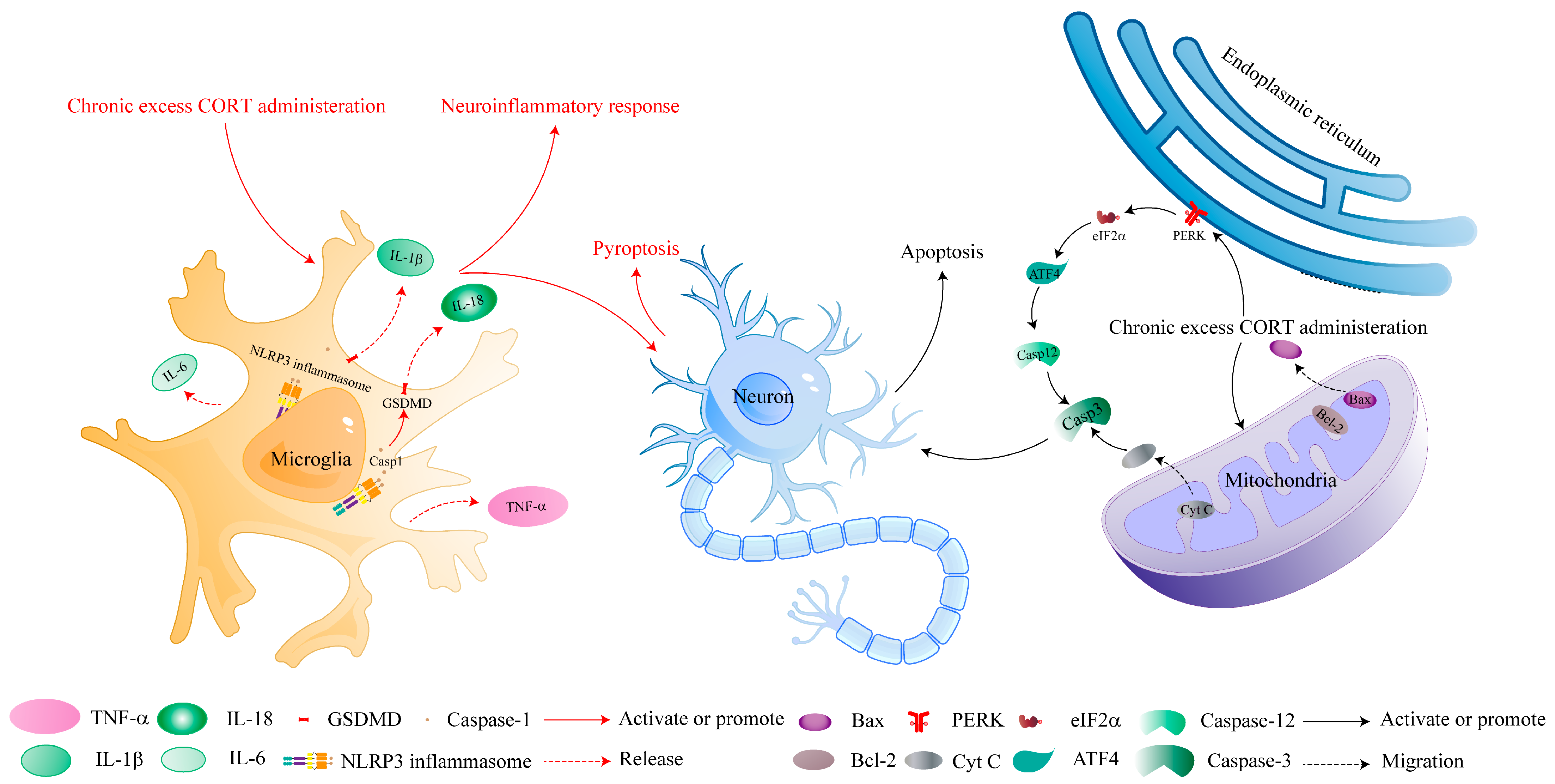 Ijms 25 11245 g001 Ijms 25 11245 g001