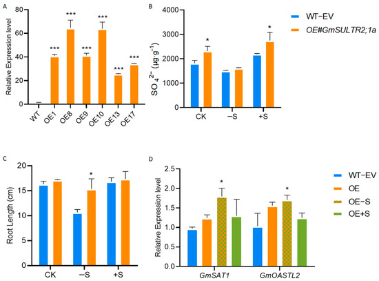 Impact of Sulfur Deficiency and Excess on the Growth and Development of Soybean Seedlings