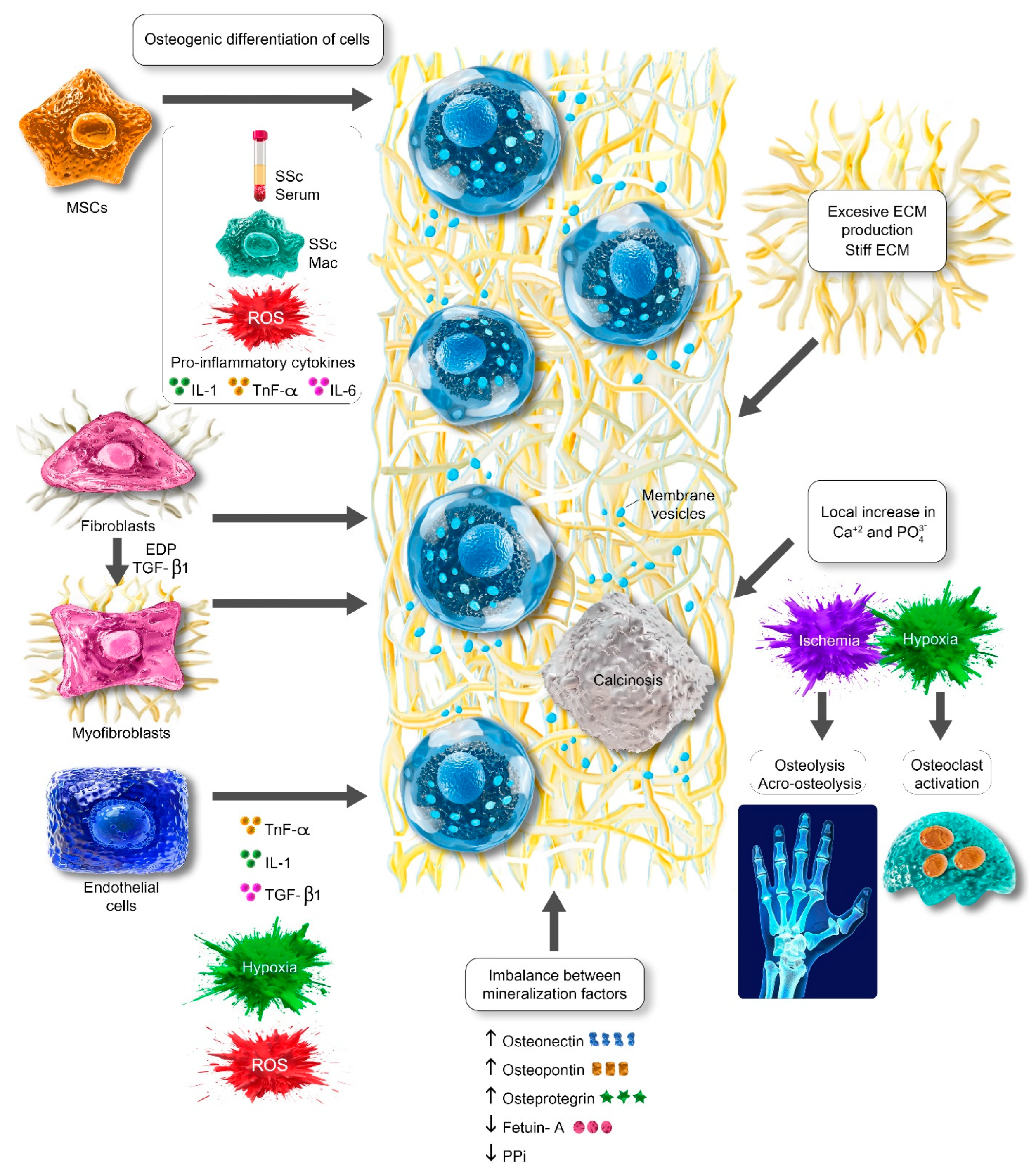 Ijms 25 11257 g001 Ijms 25 11257 g001
