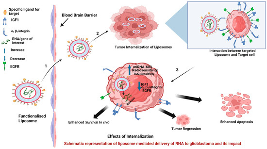 liposomal glutathione target Liposomal Glutathione | Liver Detox main image 1