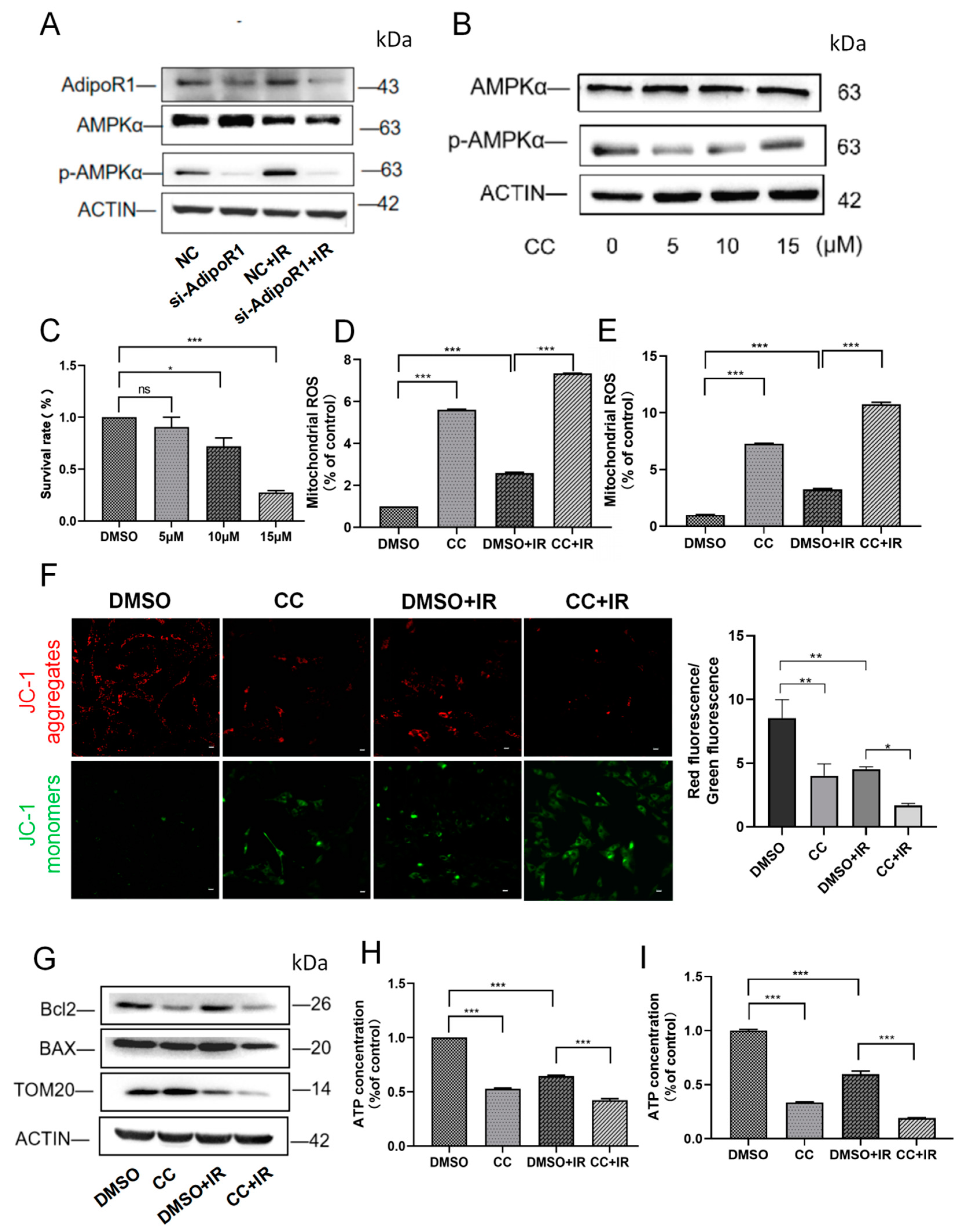 Ijms 25 11277 g005 Ijms 25 11277 g005