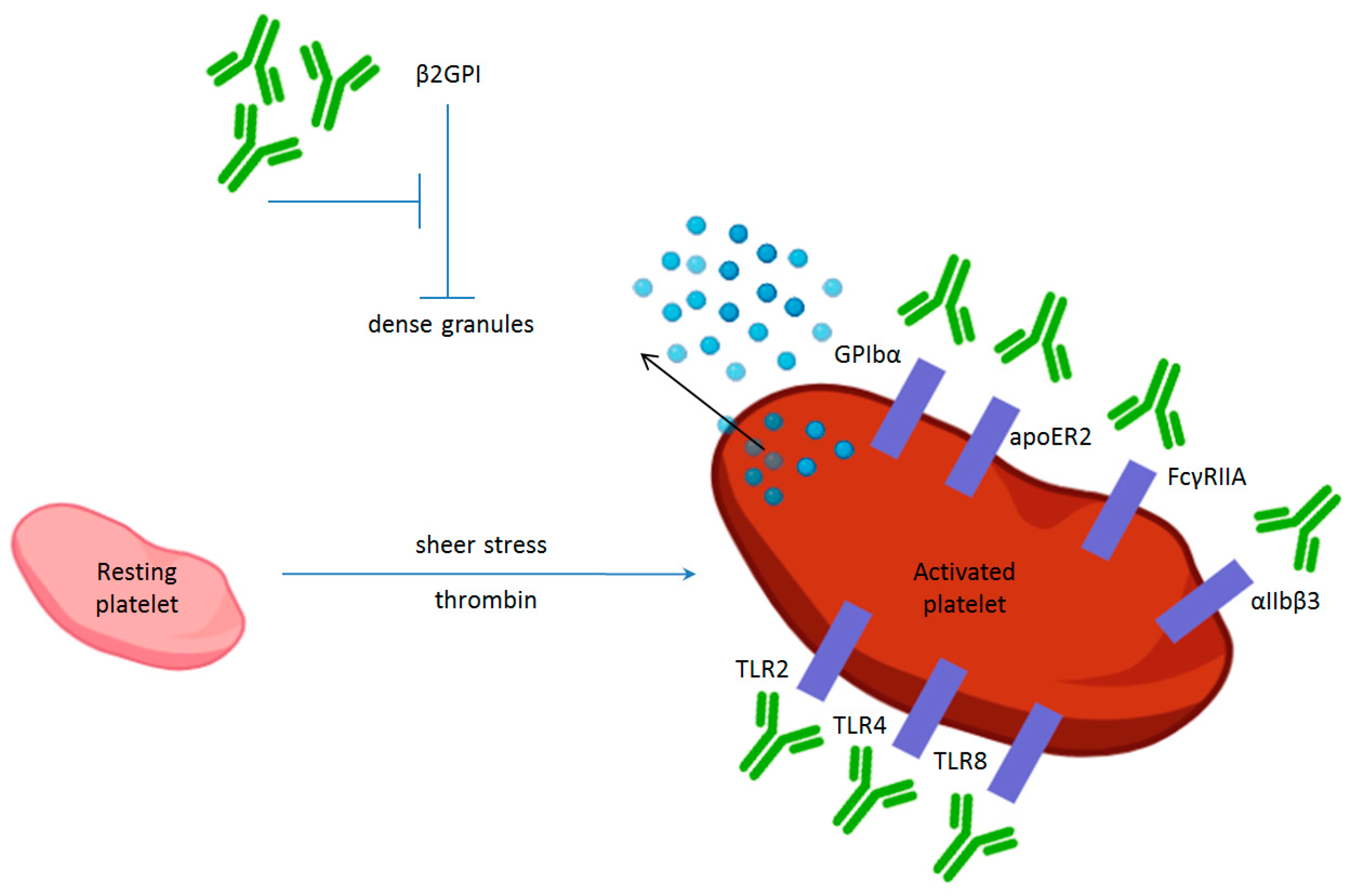 Ijms 25 11281 g001 Ijms 25 11281 g001