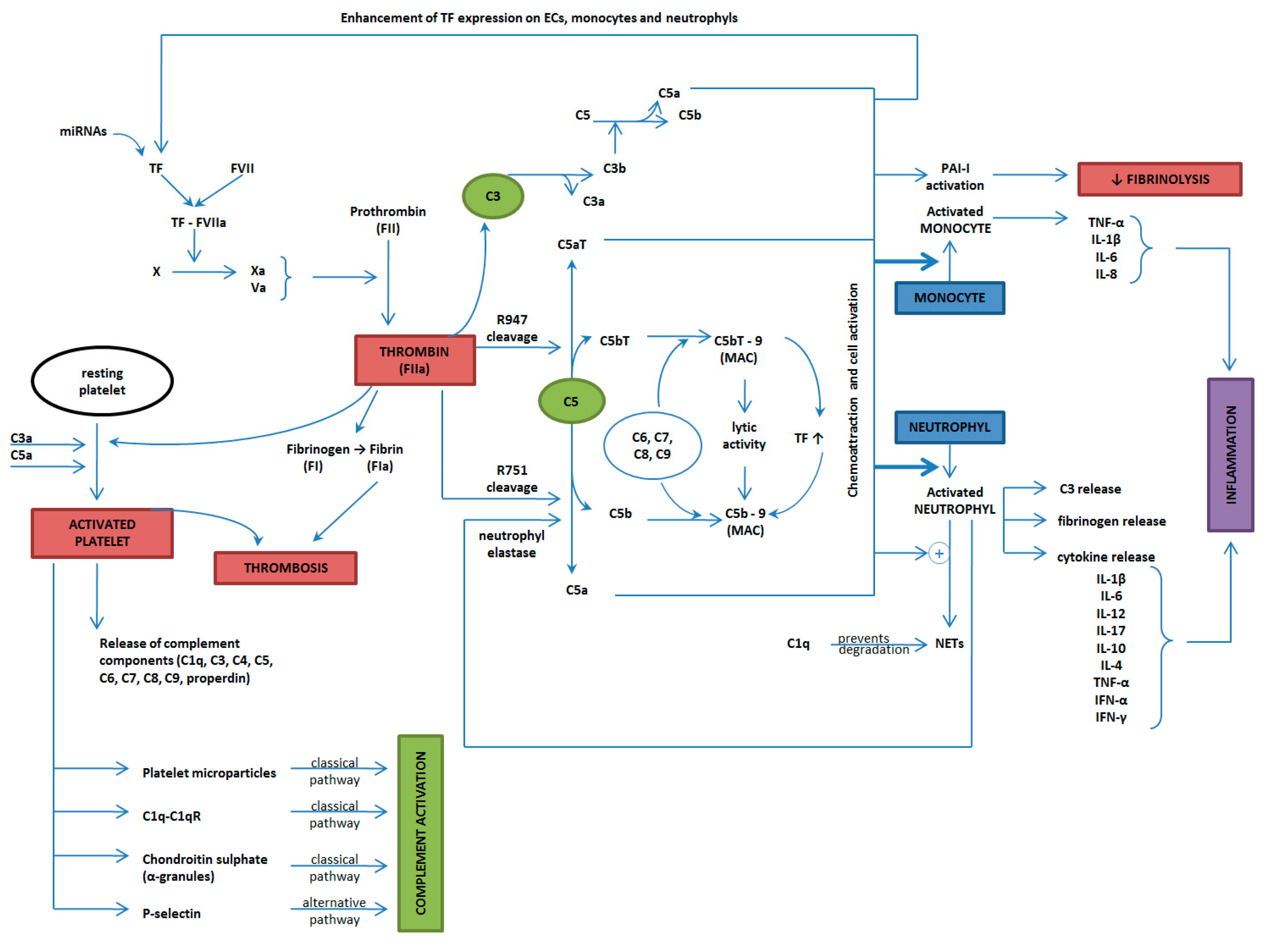 Ijms 25 11281 g004 Ijms 25 11281 g004