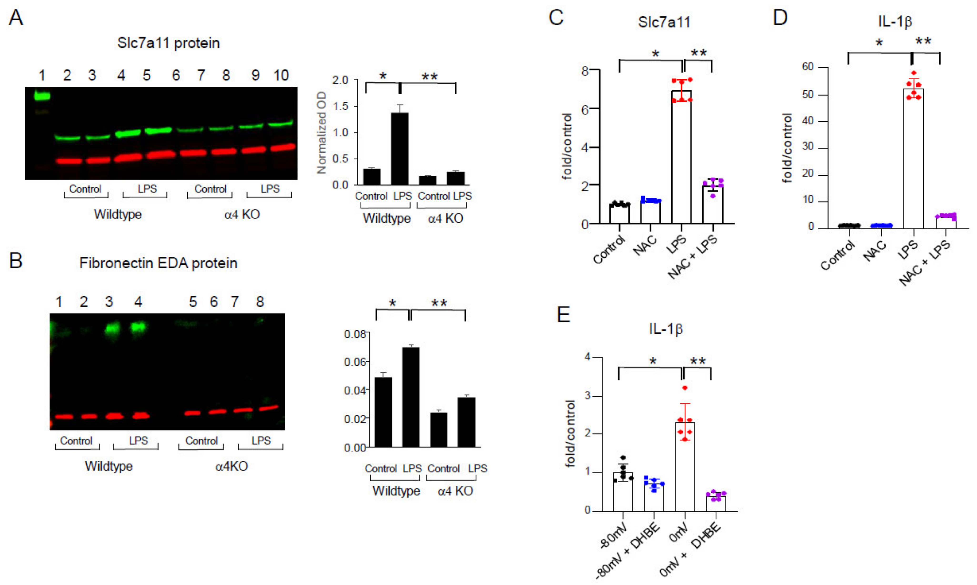 Ijms 25 11305 g003 Ijms 25 11305 g003